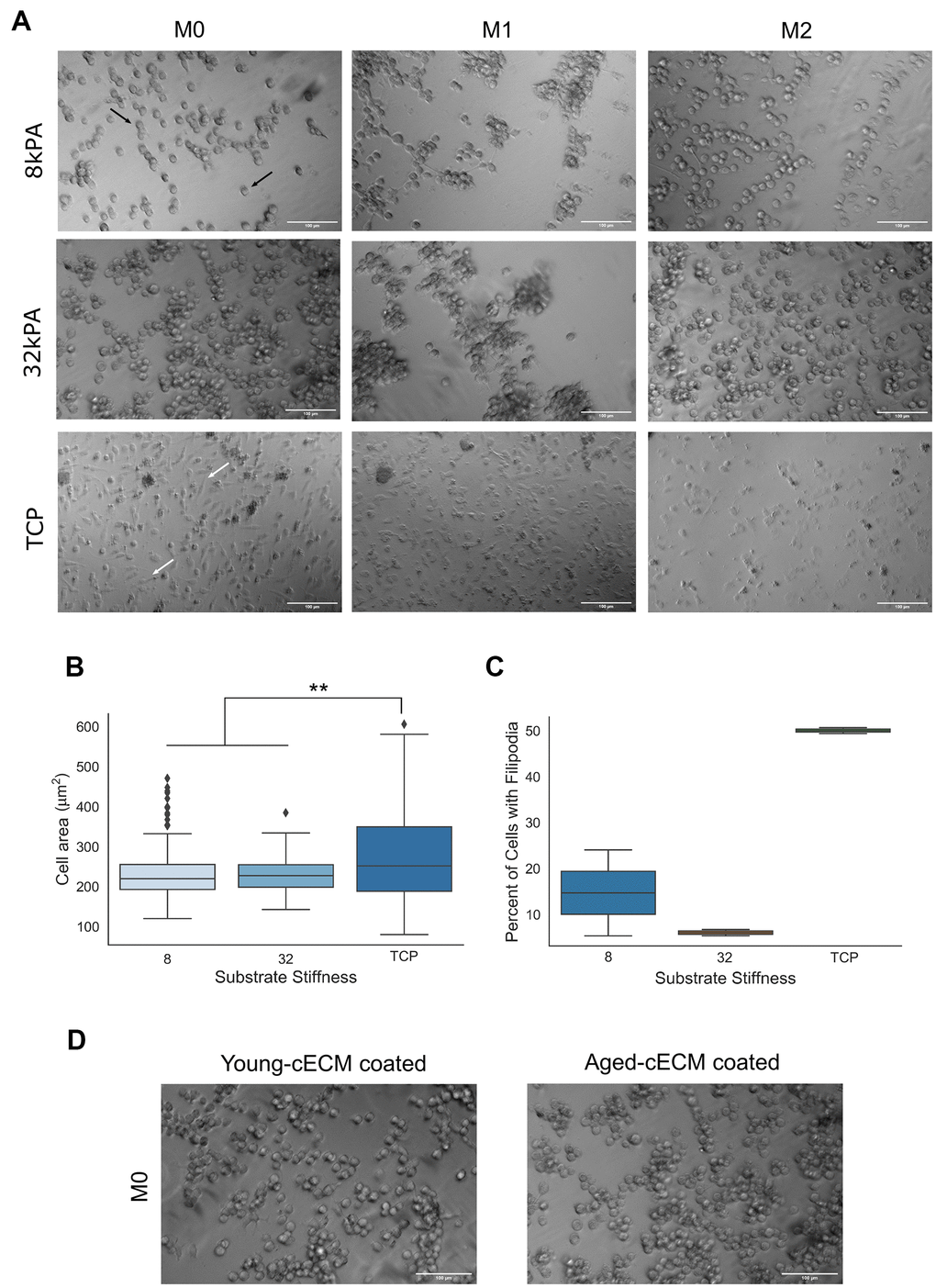 Macrophage morphology is dependent upon the stiffness of the culture substrate. (A) Naïve bone-marrow derived macrophage culture on 8kPA gel, 32kPA gel, or tissue culture plastic (TCP). Macrophages cultured on gels of lower stiffnesses tended to exhibit more round morphologies with few to no filopodial extensions (black arrows, 8kPA, 32kPA gel groups). Conversely, macrophages cultured on gels of increased stiffness, such as on tissue culture plastic exhibited more spread morphologies often with several filopodial extensions (white arrows, TCP). (B) Cell area was found to be significantly increased for macrophages cultured on tissue culture plastic as compared to cells cultured on gels of 8kPA or 32kPA stiffness. At least 70 cells were counted per field of view for 2-3 independent replicates. (C) Cells cultured on tissue culture plastic demonstrated a greater percentage of cells exhibiting filopodia per field of view. At least 70 cells were counted per field of view for 2-3 independent replicates. (D) Naïve bone marrow-derived macrophages cultured on 32kPA gel coated with either young (8-16wk) or aged (20-24mo), decellularized cardiac tissue displayed comparable cell morphologies. 32kPA brightfield image from 2A reproduced in 2D for qualitative comparison of the different experimental cECM coatings. TCP= tissue culture plastic. Scale bars = 100um. Data reported represents mean values with boxes representing 25%/75% of mean. Error bars represent standard deviation. Black triangles signify data point outliers. ANOVA with Tukey HSD post-hoc analysis. * p