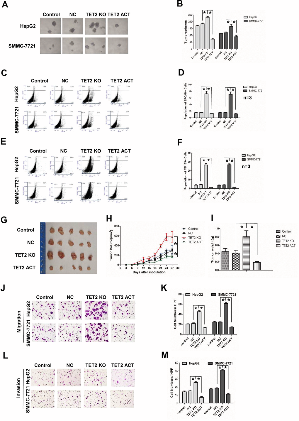 Effects of TET2 on stemness and metastasis of HCC cells. (A) Tumorspheres formation ability of HCC cells in control, negative-control, TET2 Knockout (KO) and TET2 Activation (ACT) groups. (B) The tumorspheres were quantified. *PC, D) Population of EPCAM- positive HCC cells in control, negative-control, TET2 Knockout (KO) and TET2 Activation (ACT) groups. *PE, F) Population of CD133-positive HCC cells in control, negative-control, TET2 Knockout (KO) and TET2 Activation (ACT) groups. *PG) The representative images of tumors taken from athymic mice inoculated with SMMC-7721 cells in control, negative-control, TET2 Knockout (KO) and TET2 Activation (ACT) groups are shown. (H) The growth of tumor was calculated. Each group consisted of five mice. *PI) The tumor weight was quantified. Each group consisted of five mice. *PJ) Representative images showing the migration of HCC cells in control, negative-control, TET2 Knockout (KO) and TET2 Activation (ACT) groups. (K) The migrated cells were quantified. *PL) Representative image showing the invasion of HCC cells in control, negative-control, TET2 Knockout (KO) and TET2 Activation (ACT) groups. (M) The invaded cells were quantified. *P