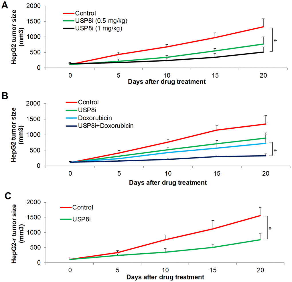 The inhibitory effects of pharmacological inhibition of USP8 in HCC in vivo. (A) USP8i significantly inhibits HepG2 growth in mice. Mice were treated with vehicle alone, USP8i (0.5 mg/kg or 1 mg/kg once per day, intraperitoneal injection). (B) Combination of USP8i and doxorubicin is superior than in inhibiting HepG2 growth in mice. Mice were treated with vehicle alone, USP8i (0.5 mg/kg once per day, intraperitoneal injection), doxorubicin (4 mg/kg once per five days, intraperitoneal injection,), or a combination of doxorubicin and USP8i. (C) USP8i significantly inhibited doxorubicin-resistant HepG2-r growth in mice. Mice were treated with vehicle alone, USP8i (0.5 mg/kg once per day, intraperitoneal injection). *p