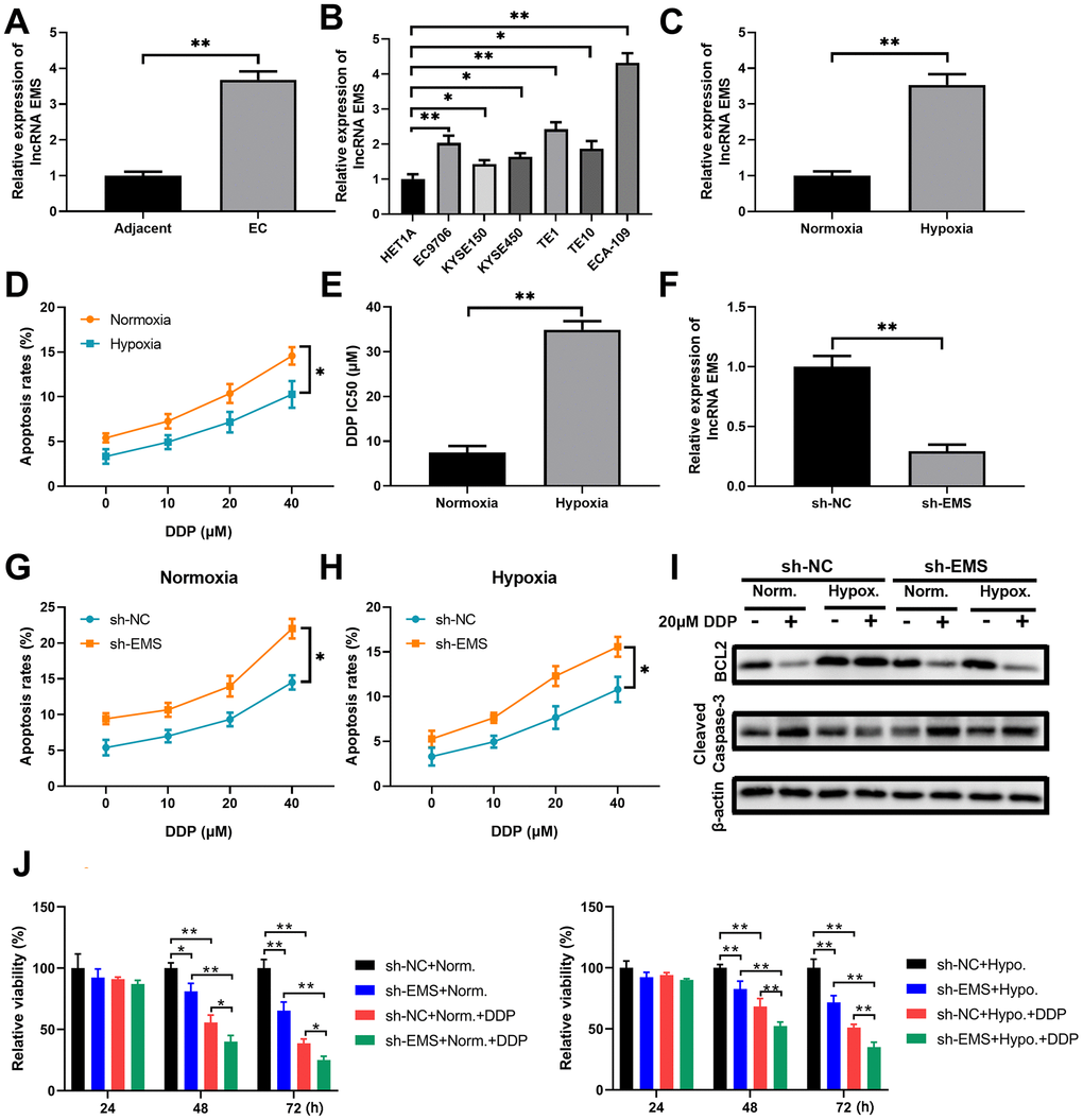 LncRNA EMS is more expressed in esophageal carcinomas and contributes to cancer cell drug resistance against DDP. (A) The expression levels of EMS in esophageal cancer tissues and the adjacent normal tissues were evaluated by RT-qPCR. n=20 for each group. (B) The expression levels of EMS in normal esophageal epithelial HET1A cell and multiple esophageal cancer cell lines (EC9706, ECA-109, KYSE150, KYSE450, TE1 and TE10) were determined by RT-qPCR. n=5 for each group. (C) The expression levels of EMS in ECA-109 cells under hypoxic condition and normoxic condition were determined by RT-qPCR. n=5 for each group. (D) The apoptosis rates (% of Annexin V-positive cells) of ECA-109 cells cultured under normoxic and hypoxic conditions in the presence of DDP at the indicated doses for 24 hours were determined by flow cytometry. (E) ECA-109 cells under hypoxic condition had significantly higher DDP IC50 values than the cells under normoxic condition. (F) qPCR results show the knockdown efficiency of EMS-shRNA in ECA-109 cells. n=5 for each group. (G, H) The apoptosis rates of control ECA-109 cells (sh-NC) and EMS silenced ECA-109 cells (sh-EMS) in response to the indicated concentrations of DDP under normoxic (G) and hypoxic (H) conditions were evaluated by flow cytometry. n=5 for each group. (I, J) Control (sh-NC) and EMS silenced (sh-EMS) ECA-109 cells were treated with 20 μM DDP or the vehicle under normoxic or hypoxic condition, and the BCL-2 and cleaved caspase-3 protein levels at 48 hours after treatments were determined by western blot (I). Cell proliferation under the indicated conditions for 4 days were measured by CCK-8 assays (J). n=5 for each group.