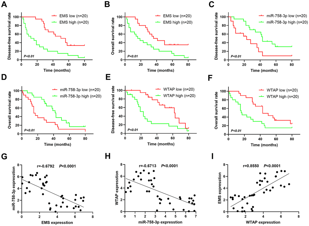 Expressions of the EMS-miR-758-3p-WTAP axis in human EC cells predict disease progression-free survival and overall survival. (A, C, E) Kaplan-Meier analysis of disease progression-free survival in patients with variable EMS (A), miR-758-3p (C), WTAP (E) expressions. (B, D, F) Kaplan-Meier analysis of overall survival in patients with variable EMS (B), miR-758-3p (D), WTAP (F) expressions. Based on the median value of target expression levels in tumors, these patients were categorized into expression-high and expression-low groups with 20 cases in each group. n=20 for each group. (G–I) The correlations between transcript expression levels of EMS and miR-758-3p (G), miR-758-3p and WTAP (H), EMA and WTAP (I) in primary human esophageal cancer tissues were analyzed.