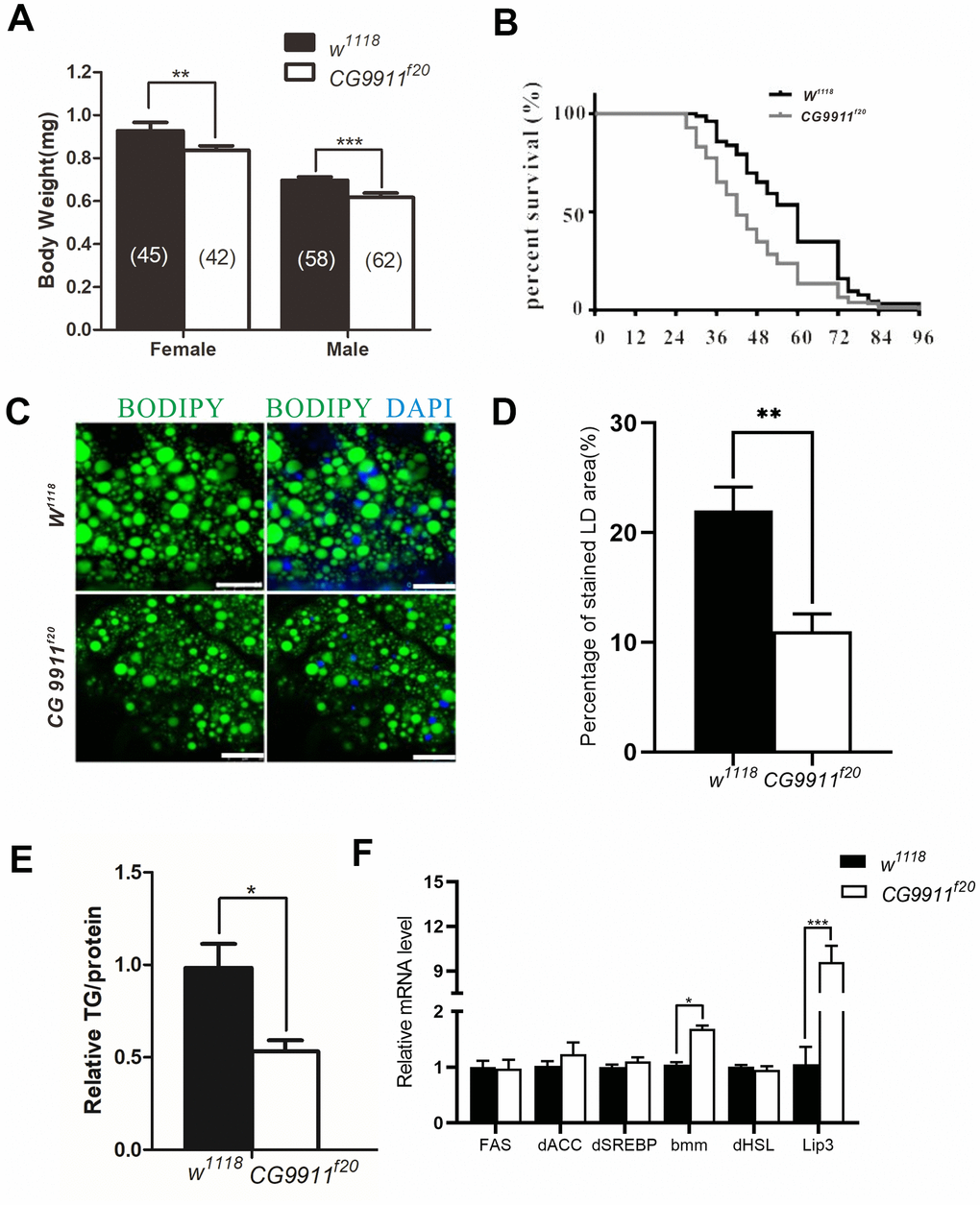 Phenotypes of CG9911 mutant flies. (A) Body weight of adult flies (1 day after eclosion) is examined in both CG9911 mutants and w1118. The numbers of flies are indicated in bracket. (B) Survival curves of CG9911 mutant and w1118 flies under starvation stimulation. Log-rank (Mantel-Cox) test, p C) LD staining in CG9911 mutant and w1118 fat body. BODIPY (green)was used to stain LD. Nuclei were stained by DAPI. Scale bar represents 25 μm. (D) The proportion of stained LD area in the micrograph. Over 15 micrographs in every group were considered for statistics. Data are presented as the means ± s.e.m; ** pE) Relative glyceride levels in whole body of CG9911 mutant and w1118 flies. Three independent replicates were performed. Glyceride levels were normalized to protein content; * p F) Real-time PCR of lipogenesis and lipolysis related genes of whole body. All gene detections were subject to three independent replicates. Data are presented as the means ± s.e.m; * p 