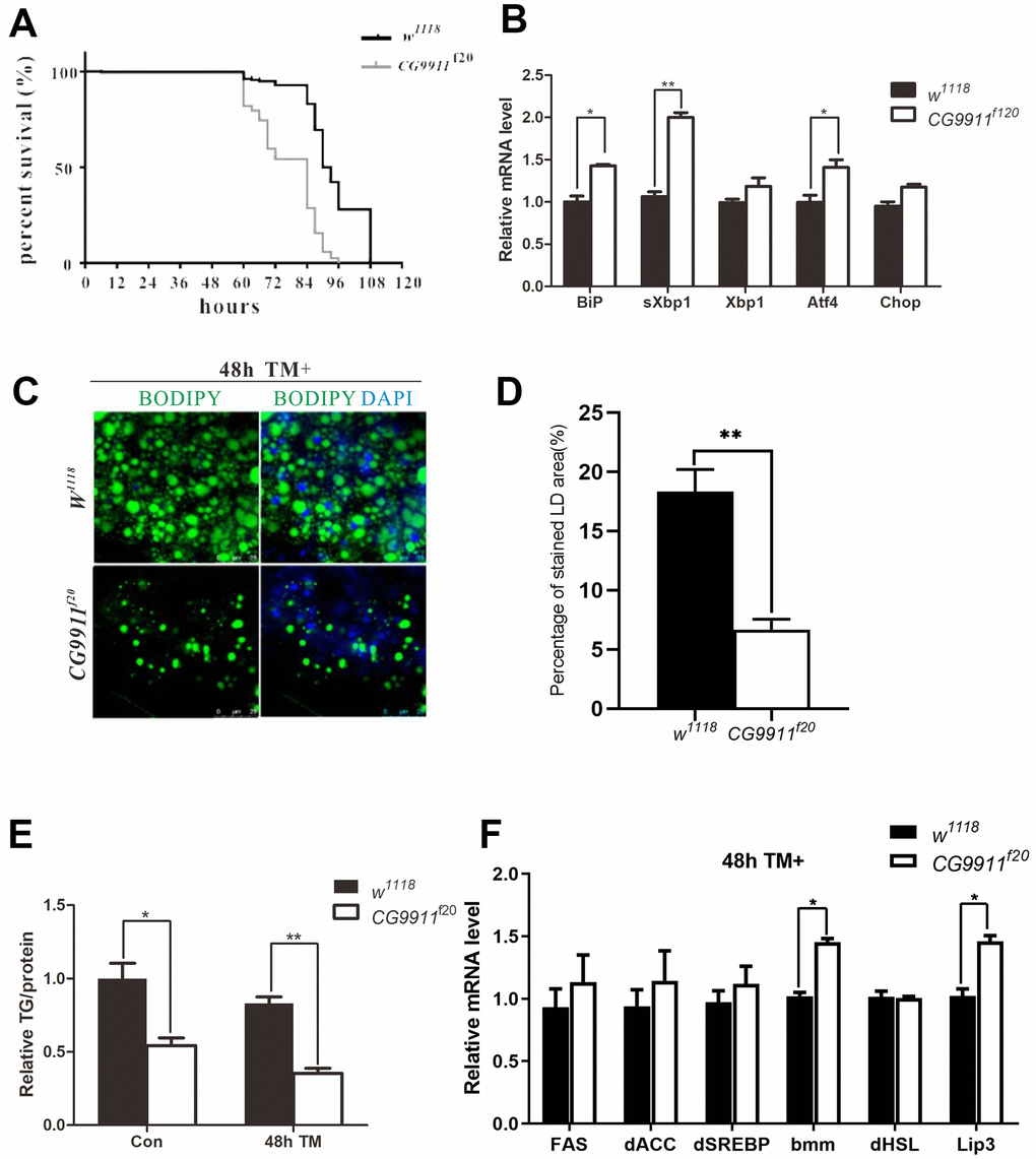 CG9911 mutant causes ER stress. (A) Survival curves of w1118 and CG9911f20 treated with tunicamycin. Log-rank (Mantel-Cox) test indicates p B) Real-time PCR detecting mRNA level of BiP, sXbp1 and Xbp1 in w1118 and CG9911f20 flies. Relative mRNA level was normalized to w1118. All gene detection was subject to three independent replicates. Data are presented as the means ± s.e.m; *pC) Lipid droplets staining of fat bodies in adult flies with and without TM treated. BODIPY was used to stain lipid droplets (green), and nuclei is stained by DAPI. (D) The proportion of stained LD area in the micrograph. Data are presented as the means ± s.e.m; ** pE) TAG level of adult flies treated with and without TM in three independent trials. Data were presented as the means ± s.e.m. * p F) Three independent real-time PCR detection of lipogenesis and lipolysis related genes in TM-induced flies at 48h. Data are presented as the means ± s.e.m; * p 