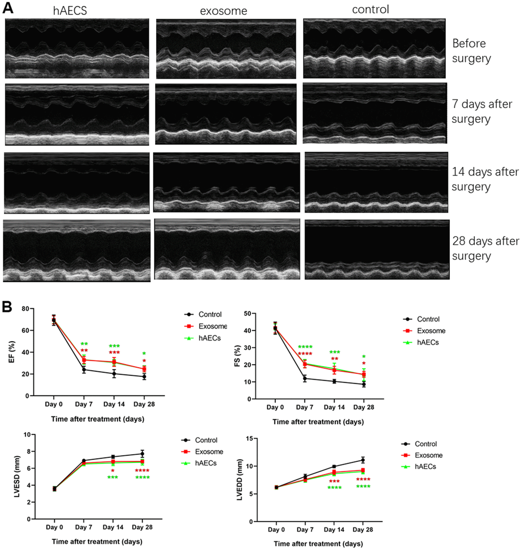 Echocardiography shows that cardiac function is improved by implanting hAECs and their exosomes in a rat acute myocardial infarction model. (A) Representative M-mode echocardiography of SD rats before and after MI in the hAEC treatment group, exosome group and control group. (B) The line charts shows the analysis of the left ventricular ejection fraction (EF), left ventricular fractional shortening (FS), left ventricular end-diastolic diameter (LVEDD) and left ventricular end-systolic diameter (LVESD) in SD rats 7, 14 and 28 days after MI, respectively. The data are expressed as the means ± SD, n=8 per group, *P