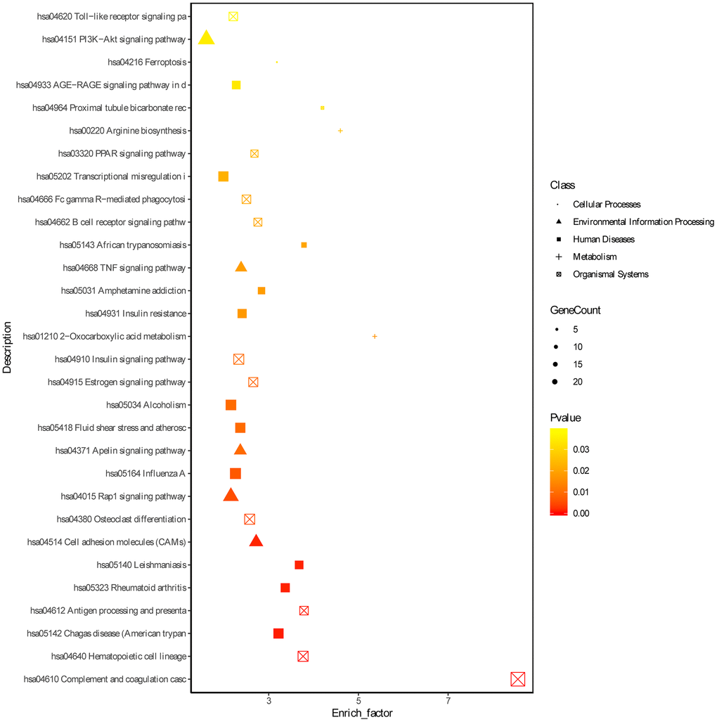 KEGG enrichment analyses of DEGs. ‘Round’ represents cellular processes term, ‘tri-angle’ represents environmental information processing, ‘square’ represents human diseases, ‘plus sign’ represents metabolism term and ‘cross within square’ represents organismal systems term.