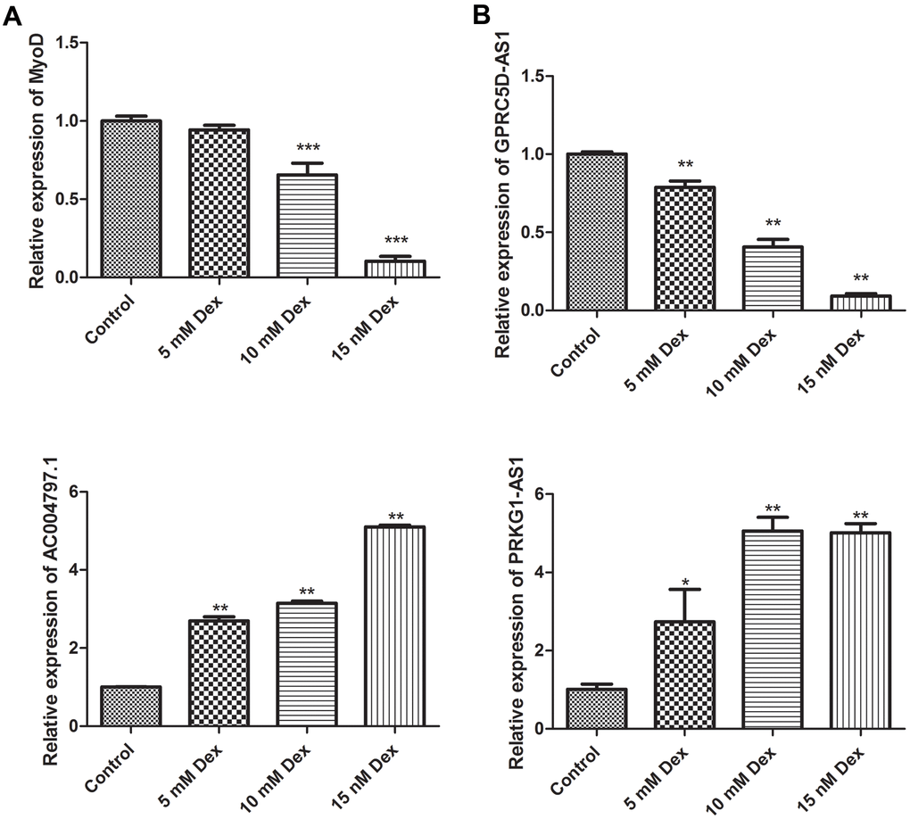 Validation of MyoD (A) and key DElncRNAs (B) by qRT-PCR in a dexamethasone-induced muscle atrophy cell model. Different concentrations of dexamethasone (Dex, 5 mM, 10 mM and 15 mM) were added in human skeletal muscle myoblasts and incubated for 48 h. Difference among groups was analyzed by ANOVA with Dunnett’s multiple comparison test. * P P P 