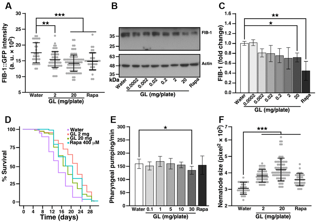 G. lucidum treatment reduces FIB-1 levels and extends lifespan in C. elegans. (A) Effects of a water extract of G. lucidum (GL) on fibrillarin-1 (FIB-1) levels as monitored by fluorescence microscopy. Synchronized L4 larvae of transgenic C. elegans strain SJL1 expressing FIB-1::GFP (green fluorescent protein) under the FIB-1 gene’s native promoter were cultured for 3 days on agar plates spread with control water, the water extract of GL, or rapamycin (400 μM, Rapa). Data are expressed as arbitrary units (a. u.). (B) FIB-1 levels assessed by Western blots in wild-type N2 C. elegans treated with GL. (C) Quantification of FIB-1 protein levels shown in (B). FIB-1 expression was measured by densitometry and normalized against actin. (D) Lifespan assay of GL-treated nematodes. C. elegans was cultured on agar plates spread with water, GL or rapamycin as above. Survival was assessed for 30 days using an optical microscope based on motility. Representative lifespan curves are shown. See also Supplementary Table 1. (E) Pharyngeal pumping of nematodes following culture with water, GL or rapamycin for 3 days. Pharyngeal contractions were recorded for 1 min under optical microscopy. (F) Size of 3-day old worms. Size was monitored by delineating the worms’ region of interest (ROI) under optical microscopy. Data represent means ± standard deviation. *p