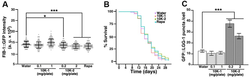 G. lucidum-derived subfraction 10K-2 attenuates FIB-1 expression, extends lifespan, and induces autophagy in C. elegans. (A) Effects of G. lucidum (GL) sub-fractions on FIB-1::GFP intensity. Synchronized L4 larvae of C. elegans SJL1 were treated with water, GL sub-fractions, or rapamycin (Rapa; 400 μM) for 3 days. FIB-1::GFP was monitored by fluorescence microscopy. (B) Lifespan assay of C. elegans treated with GL sub-fractions. Synchronized C. elegans SJL1 larvae were treated with water, GL subfractions 10K-1 (1 mg/plate) or 10K-2 (2 mg/plate), or rapamycin (400 μM). Representative survival curves are shown (see also Supplementary Table 1). (C) GL sub-fraction 10K-2 induces autophagy in C. elegans. DA2123 nematodes were treated with the sub-fractions for 3 days, and GFP::LGG-1 levels were quantified by fluorescence microscopy. Numbers of GFP puncta were counted in 50 seam cells. Data represent means ± standard deviation. Statistical analysis was done using Student’s t test. *p