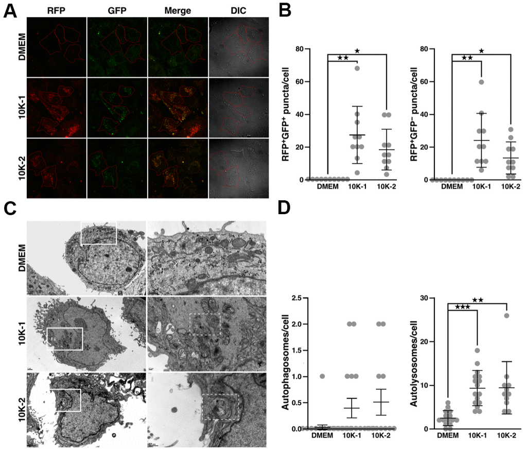 G. lucidum-derived sub-fraction 10K-2 induces autophagy in human cells. (A) G. lucidum (GL) sub-fractions 10K-1 and 10K-2 induce the formation of autophagosomes and autolysosomes in human cells. Huh7 cells expressing mRFP-GFP-LC3 were treated with DMSO or GL sub-fractions 10K-1 and 10K-2 (1 mg/ml) for 24 hrs, prior to fluorescence microscopy observations. (B) Quantification of fluorescent puncta based on fluorescence microscopy analysis. (C) TEM observations of Huh7 cells treated with GL sub-fractions. Cells were treated as above prior to fixation and preparation for TEM analysis. Images on the right correspond to the white rectangles in the images on the left. Autolysosomes are delineated by a white dashed line in the 10K-1 and 10K-2 panels. (D) Quantification of autophagosomes and autolysosomes based on TEM analysis. *p