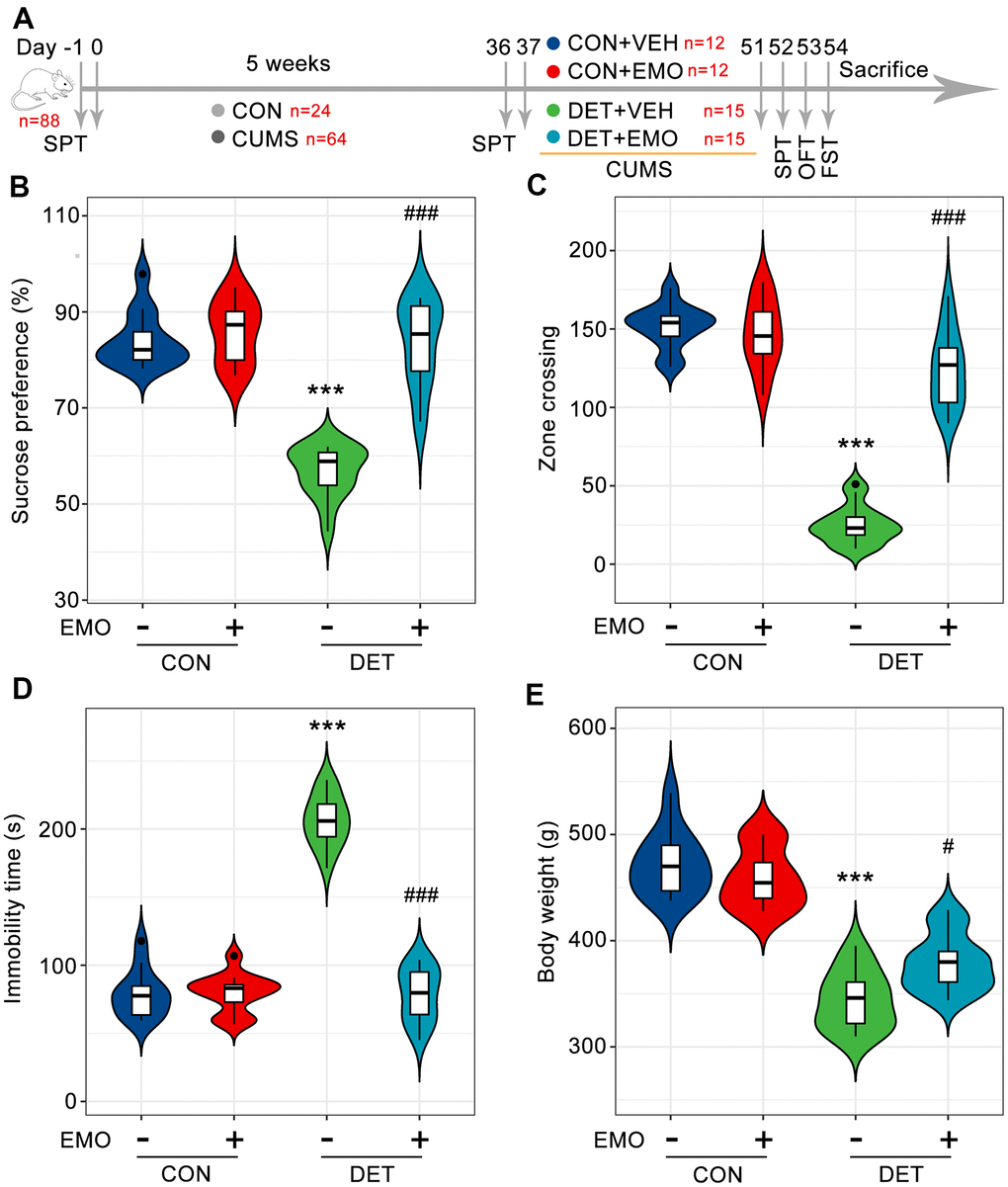 EMO improves CUMS induced depression-related behaviors. (A) Diagram of the experimental workflow. Twenty-four rats were randomly chosen as the control (CON) group, and 64 rats were exposed to 5 weeks of CUMS. On day 36, all rats underwent SPT to evaluate their status. Depressive-tendency rats (DET, n = 30) were defined as those with a more than a 20% decrease in sucrose water intake, and then divided into two groups: the DET+vehicle (VEH) group and DET+EMO (80 mg/kg/day) group (n = 15/group). After two weeks of EMO treatment, the animals completed the SPT, OFT and FST. (B) Percentage of sucrose water consumed in the SPT at day 52. The numbers of zone crossings in the OFT (C) and the immobility times in the FST (D) were recorded. (E) The body weight was measured at day 51. Data were expressed as the means ± SEM. *** p p p 