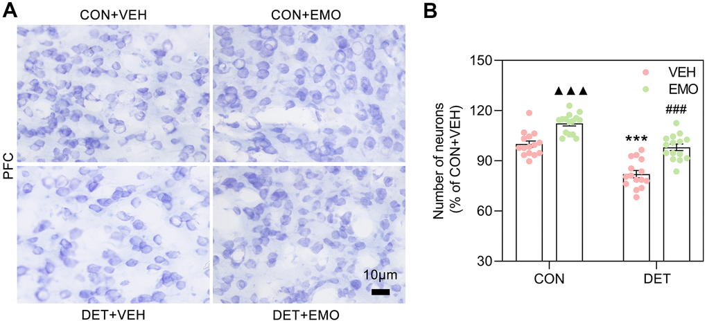 EMO treatment reversed the loss of PFC neurons in DET+VEH rats. (A, B) Neurons in the PFC were detected with Nissl staining (blue, bar = 10 μm) and quantified by ImageJ (n = 4, 3-4 slices/group). Data were expressed as the means ± SEM. ▲▲▲ p p p 