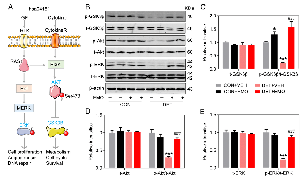 Effects of EMO on PI3K-Akt signaling pathway associated proteins in the PFC. (A) A schematic illustration of the PI3K-AKT pathway (hsa04151). (B–E) Levels of PFC total GSK3β (t-GSK3β) and phosphorylated GSK3β (p-GSK3β, Ser9), total AKT (t-AKT) and phosphorylated AKT (p-AKT, Ser473), and total ERK (t-ERK) and phosphorylated ERK (p-ERK, Thr202/Tyr204) were measured by Western blotting and quantitatively analyzed (n=4). Data were expressed as the means ± SEM. ▲ p p p 