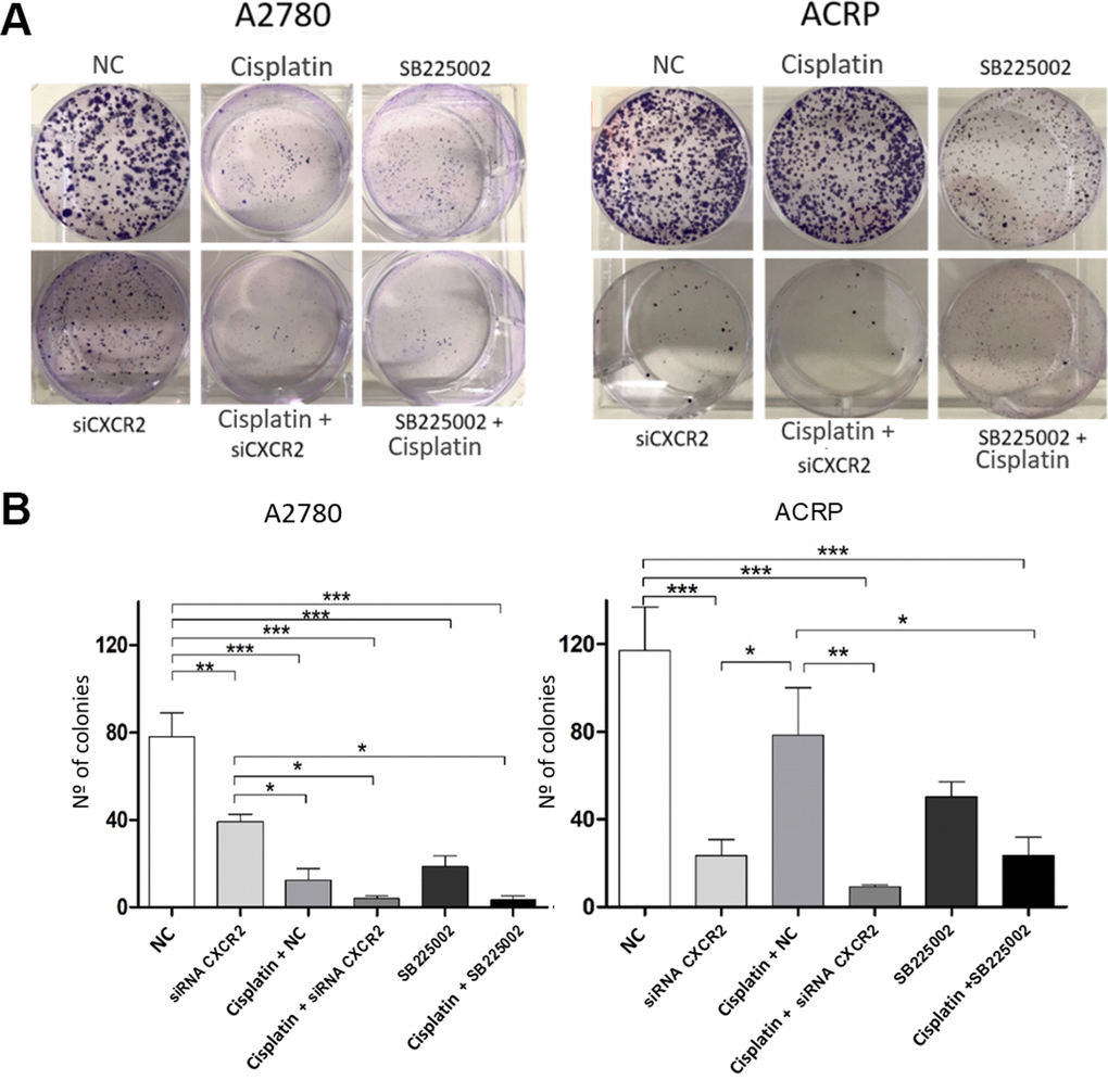 CXCR2 is a pivotal molecule in OC cellular viability. Clonogenic assays were run to evaluate the role of CXCR2 on OC cellular viability under the follow experimental conditions: i) cells transfected with empty vector (10μM), NC, control; ii) cells transfected with siRNA CXCR2 (10μM) to get the KD models; iii) cells that received cisplatin (5uM); iv) CXCR2 KD cells + cisplatin (5uM); v) cells treated with the CXCR2 antagonist SB225002 (1ug/ml); vi) cells that received combined therapy containing cisplatin (5uM) and SB225002 (1ug/ml). 150 cells of each lineage were plated on 6-well plates. Colonies were stained with crystal violet at D10. (A) Representative figure of the stained plate. The experiment confirmed A2780 sensitivity vs. ACRP resistance to cisplatin. A2780 CXCR2 KD cells were more viable than ACRP CXCR2 KD cells. Moreover, ACRP was more sensitive to SB225002 than A2780. On both cells, there was additive effects with the combined treatment containing cisplatin and siRNA against CXCR2 or cisplatin and SB225002. (B) Graphic representation of the percentage of colonies formed under each experimental condition, clearly reflecting Figure 5A. This experimental approach has proven the pivotal role of CXCR2 in the acquisition of cisplatin chemoresistant phenotype by OC cells. Data were analyzed by two-way ANOVA followed by Bonferroni post-test. *p