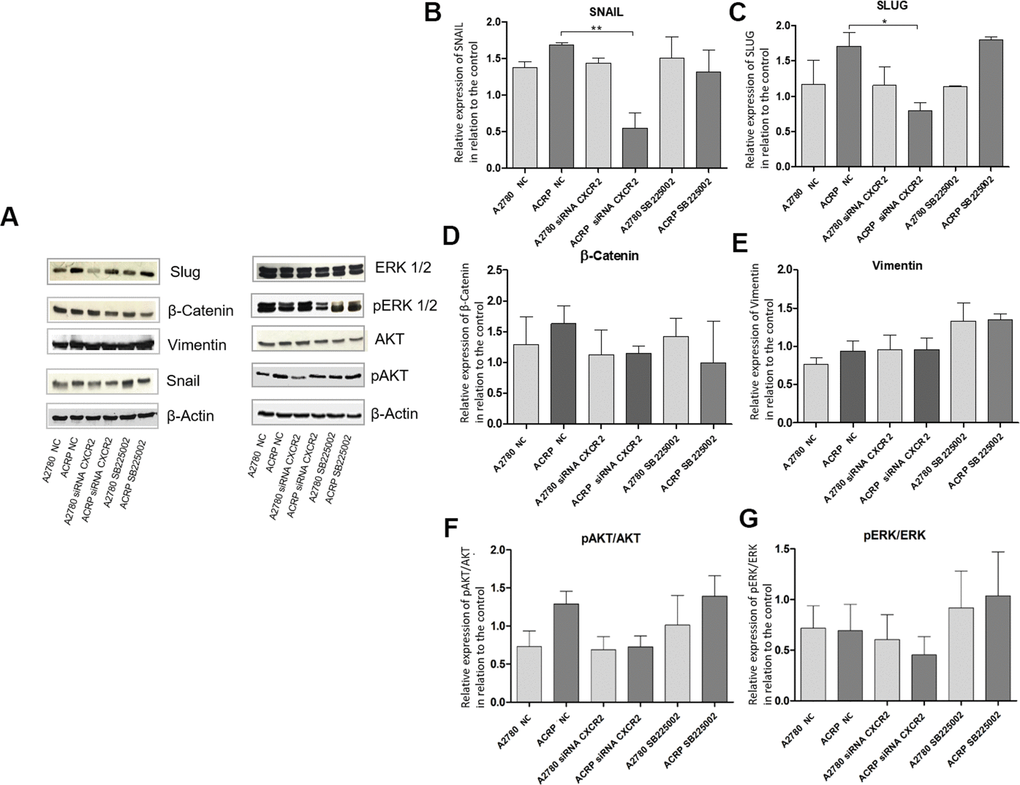 Silencing CXCR2 expression reduces EMT marker proteins SLUG and SNAIL in ACRP and seems to modulate PI3K/AKT/mTOR, but not MEK/ERK, pathway. Western blot assays were performed to investigate the expression of EMT marker proteins in ACRP and A2780 lines, as follow: i) CN cells (10; II) siRNA CXCR2 KD cells; iii) cells treated with SB225002. 50μ of protein were loaded into SDS-PAGE gels, proteins were separated by electrophoresis and blotted with the primary antibodies of interest. (A) Representative figure of the blots performed for each marker and different treatments, (B) SNAIL protein expression was significantly decreased in ACRP CXCR2 KD cells vs. ACRP wild type, but not in A2780 cells. (C) SLUG protein expression was significantly lower in ACRP CXCR2 KD cells with comparison to its wild-type counterpart, however not in A2780 cells. (D) β-Catenin and (E) Vimentin did not present significant statistical difference amongst the conditions studied. Moreover, when we seek to correlate pro-carcinogenic signaling pathways related to CXCR2, no statistic significant difference were noted both in (F) pAKT/AKT and (G) pERK/ERK pathways. It is worth note to address the biologic tendency of the CXCR2 KD models, but not the treatment of cells with SB225002, to inactivate PI3K/AKT/mTOR, but not MEK/ERK pathway (p= 0.7 and p=0.09 in ACRP and A2780, respectively). Data were analysed by two-way ANOVA followed the Bonferroni post- test. β-actin was used as a normalization control of the experiments. *p