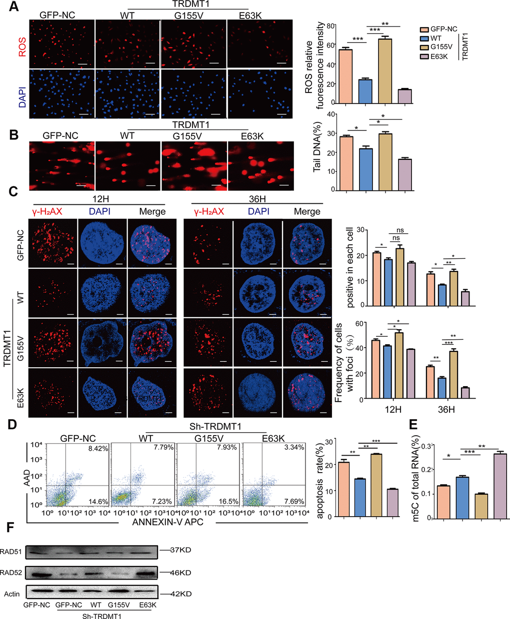 The oxidative DNA damage repair promoted by TRDMT1 is related to RNA m5C methylation. (A) ROS in CTX-KGN were detected by DHE probe after transfection with GFP-NC or GFP-TRDMT1 (WT, G155V, and E63K mutant). Scale bar: 100 μm. (B) The DNA damage of CTX-KGN transfected with GFP-NC or GFP-TRDMT1 (WT, G155V, and E63K mutant) was measured via comet assay. Scale bar: 100μm (C) CTX-KGN transfected with GFP-NC and GFP-TRDMT1 (WT, G155V, and E63K mutant) were stained for γ-H2AX at the indicated time points. Scale bar: 10μm. Positive cells in each group and the frequency of cells with foci were counted. (D) Apoptosis of CTX-KGN transfected with GFP-NC or GFP-TRDMT1 (WT, G155V, E63K mutant) was assessed using Annexin V staining. Comparison of apoptotic rates between the groups. (E) The percentage of m5C in total RNA from CTX-KGN after transfection with GFP-NC or GFP-TRDMT1 (WT, G155V, and E63K mutant) was detected via ELISA-based assays. (F) The expression of RAD51 and RAD52 were detected after we stably expressed TRDMTWT and the mutants (TRDMT1G155V/E63K) in TRDMT1 KD CTX-KGN. *P