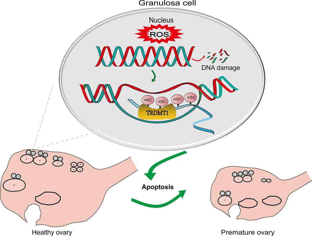 A schematic diagram showing the possible mechanism of TRDMT1 on GCs. CTX induced oxidative stress by generating ROS and thereby GCs apoptosis via DNA damage. The increased level of ROS leads to DNA damage. The increase in DNA damage promotes the apoptosis of GCs, thus promoting POF. TRDMT1 is important for DNA damage repair efficiency and survival. TRDMT1 participated in the DNA damage repair of GCs through methylation. m5C mRNA methylation is enriched at transcriptionally active sites with DNA damage. In short, oxidative damage to DNA induced the apoptosis of GCs and promoted the development of POF. TRDMT1 promoted DNA damage repair by regulating the methylation level, which reduced the apoptosis of GCs and inhibited the occurrence of POF. The regulation of oxidative DNA damage repair mediated by TRDMT1 was significantly correlated with its methylation activity.