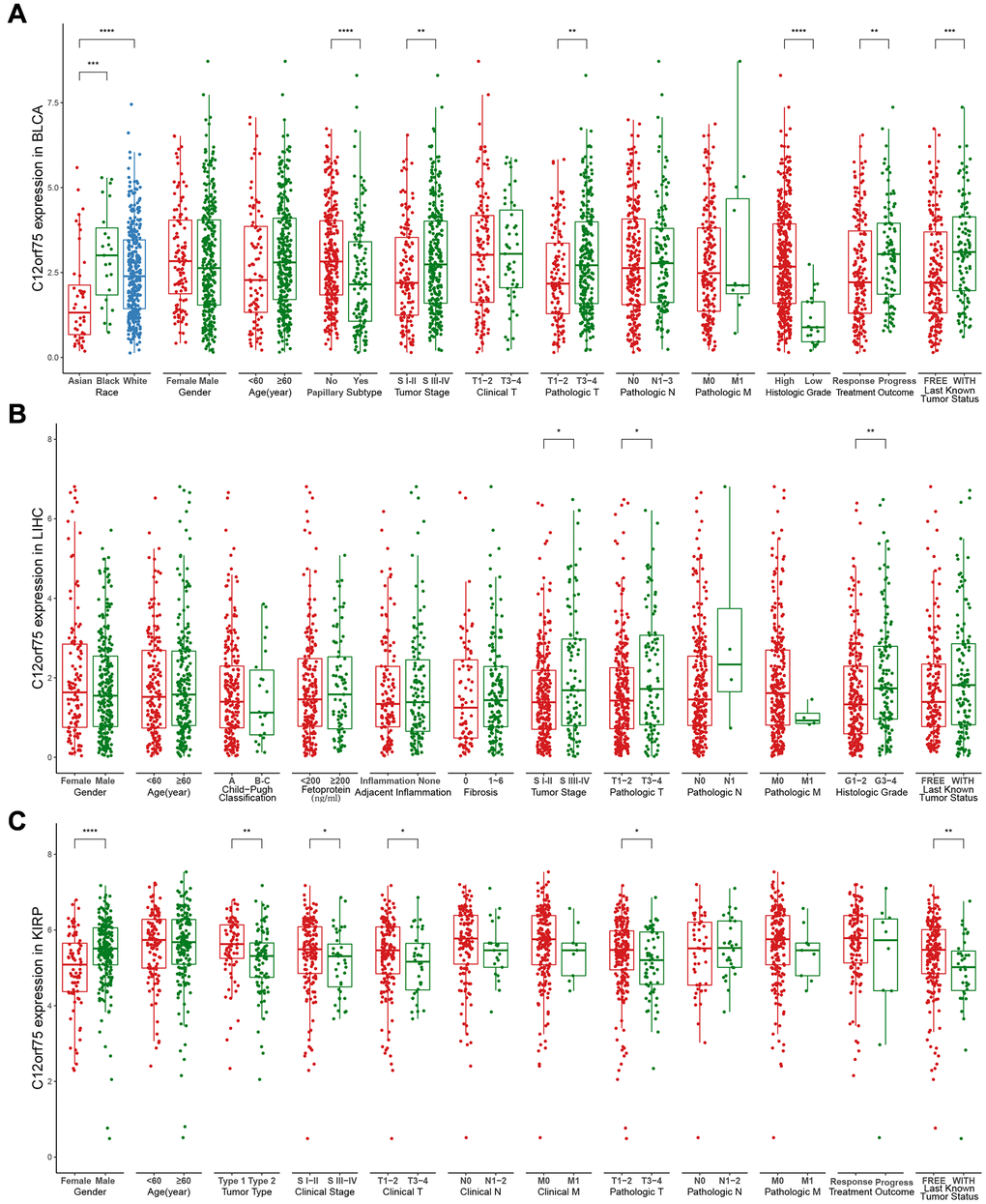 Box plot showing C12orf75 expression levels in BLCA (A), LIHC (B) and, KIRP (C) of TCGA-database based on different clinicopathological features including race, gender, age, Child-Pugh classification, tumor type, papillary subtype, fetoprotein, clinical stage, tumor stage, adjacent inflammation, fibrosis, histologic grade, clinical T, clinical N, clinical M, pathologic T, pathologic N, pathologic M, treatment outcome, last known tumor status.