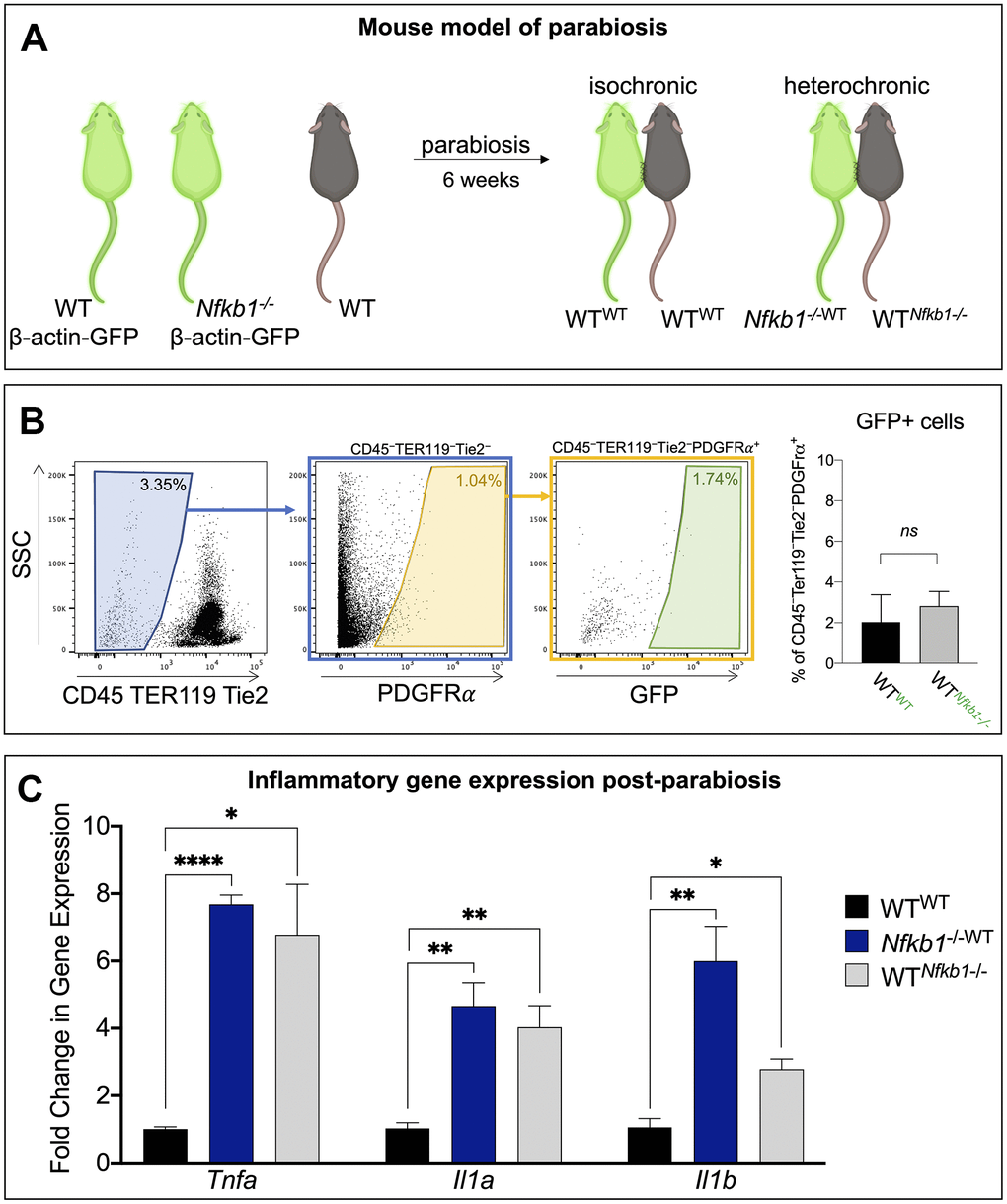 Exposure to Nfkb1-/- circulation results in increased inflammation in bone marrow compartment. (A) Schematic representation of the parabiosis model in which one mouse shares circulation with another surgically-anatomized mouse. A wild-type mouse parabiosed to another wild-type mouse serves as the control (isochronic pair) and Nfkb1-/- mouse parabiosed to a wild-type mouse serves as the experimental group (heterochronic pair). Parabionts are noted as such wild-type parabiosed to wild-type, WTWT; Nfkb1-/- mouse parabiosed to wild-type, Nfkb1-/-WT; and wild-type parabiosed to Nfkb1-/- mouse, WTNfkb1-/-. Green mice depict Beta-actin GFP mice (C57BL/6-Tg(CAG-EGFP)1Osb/J), brown mice represent wild-type mice. (B) Gating strategy demonstrating that parabiosis led to an insignificant transfer of SSPCs from one animal to the other. (C) After six weeks of shared circulation the bone marrow compartment of WTNfkb1-/- mice displayed higher expression of the inflammatory mediators Tnfa, Il1a and Il1b compared to WTWT controls. Conversely, exposure of WT circulation to the Nfkb1-/- bone marrow did not result in a reduced inflammatory status. (n=3, ns, non-significant, *P  **P ≤ 0.01, *** P ≤ 0.001, **** P ≤ 0.0001).