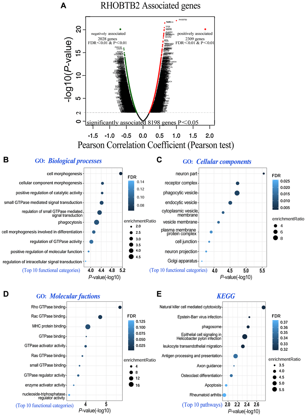 Co-expressed genes of RHOBTB2 (LinkedOmics) and functional enrichment analyses in AML (WebGestalt). (A) Genes positively and negatively correlated with RHOBTB2 in AML were indicated by the volcano plot. Red dots in the right sector represent positively correlated genes, while green dots in the left sector are negatively correlated genes. A total of 8,198 genes with significant associations were defined (P P-value n = 173). Bubble plots display the functional enrichment results of GO analysis in terms of biological processes (B), cellular components (C), molecular functions (D) and KEGG signaling pathways (E). The top 10 functional categories and pathways were annotated with color gradient bubbles of different sizes. A (-log10) P-value>1.3 (P-value 