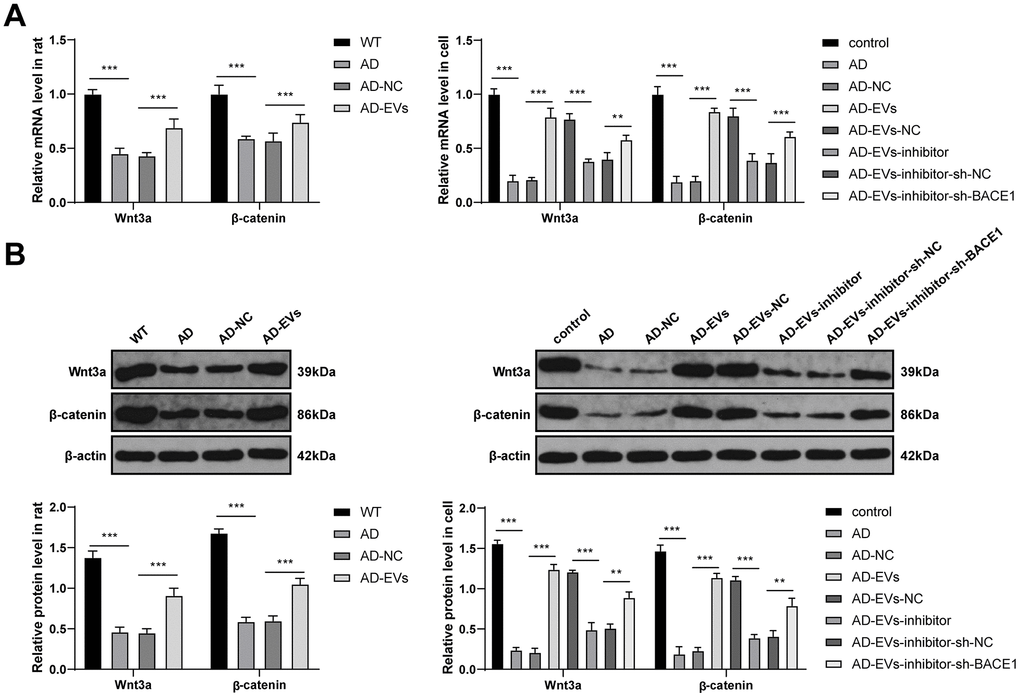 BM-MSC-EVs activate the Wnt/β-catenin pathway via the miR-29c-3p/BACE1 axis. (A, B) RT-qPCR and WB were used to detect the effects of the miR-29c-3p/BACE1 axis on the mRNA expression and protein level of the Wnt/β-catenin pathway-related factors (Wnt3a and β-catenin) during EVs treating AD. The experiment was repeated three times, and the data were expressed as mean ± standard deviation. Data were analyzed using one-way ANOVA followed by Tukey’s multiple comparisons test. **p p 