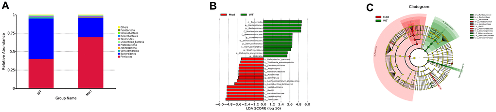 Prolonged administration of D-galactose induces gut microbial dysbiosis in mice. (A) The relative abundance of the top 10 gut microbial phyla in the WT and Mod group mice. (B) The relative abundance of the gut microbial genera based on the linear discriminant analysis (LDA) scores in the WT and Mod group mice. (C) LEfSe cladogram shows the most enriched gut bacterial genera in the WT and Mod group mice. Only taxons with LDA scores >4 and p-value B, C). Note: All data are represented as means ± SEM (n=15). The differences between groups were analyzed by unpaired Student's t-tests.