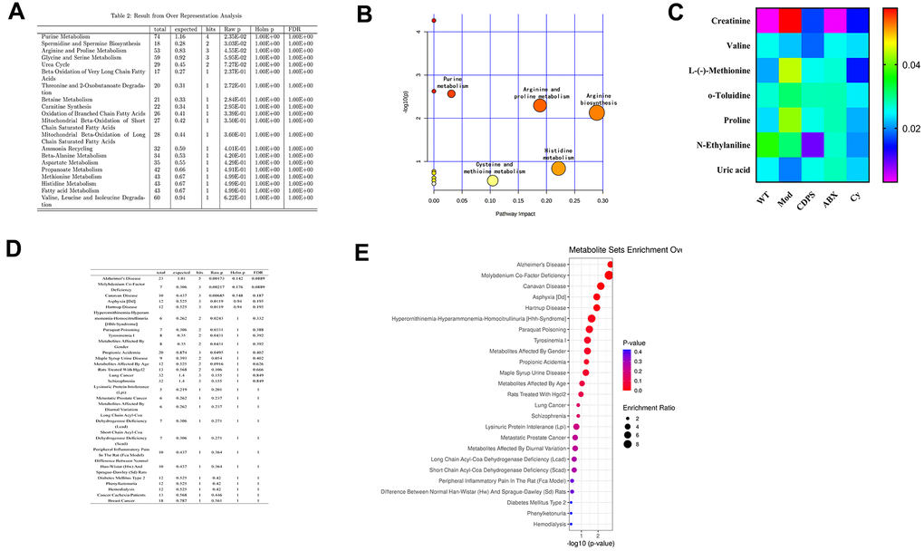 CDPS inhibits peripheral inflammation and improves immune function by regulating amino acid and purine metabolism. (A) Pathway enrichment analyses list of serum metabolites in the WT, Mod and CDPS group of mice. (B) Bubble chart of pathway enrichment analyses of serum metabolites in the WT, Mod and CDPS group of mice. (C) The serum concentration of various amino acids (creatinine, valine, L-(-)-Methionine, o-Toluidine, N-Ethylaniline, uric acid, and proline) in the ABX and Cy versus WT group of mice. (D, E) MetaboAnalyst results show the correlation between the differentially expressed metabolites and human diseases.