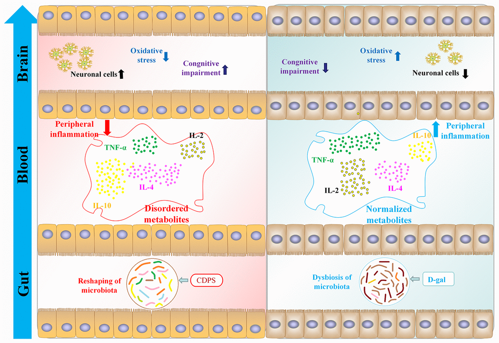 CDPS alleviates cognitive decline by restoring homeostasis of the gut microbiota- brain axis in the D-gal induced aging model mice.