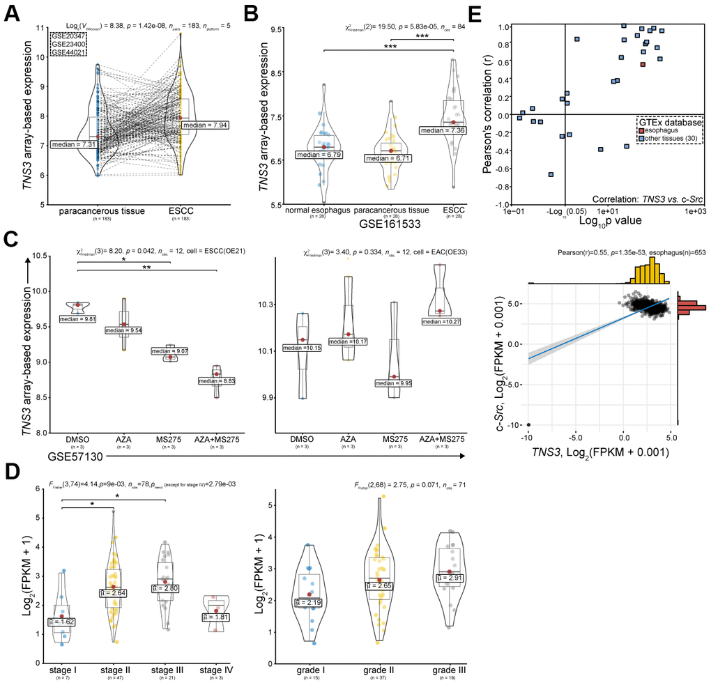 TNS3 serves as an oncogene in ESCC based on public databases. (A) TNS3 expression in ESCC compared with the corresponding paracancerous tissues in GEO database, including GSE20347, GSE23400, and GSE44021 [17–19]. (B) TNS3 expression in ESCC, the related paracancerous tissues, and related normal tissues (GSE161533). (C) TNS3 expression in EC cells (ESCC OE21 and EAC OE33) treated with MS275 and AZA (GSE57130 [23]). (D) TNS3 expression among different clinical TNM stage (left) and histopathological grade (right) of ESCC in TCGA database. (E) Correlations between TNS3 and c-Src in normal tissues based on GTEx database.