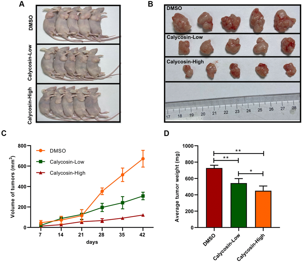 Calycosin inhibited breast cancer cells growth in vivo. (A, B) Calycosin inhibited subcutaneous tumorigenesis using nude mics models. (C) Tumors volume curves over time. (D) The average weight of tumors. The data were represented as means ± SD. *PP