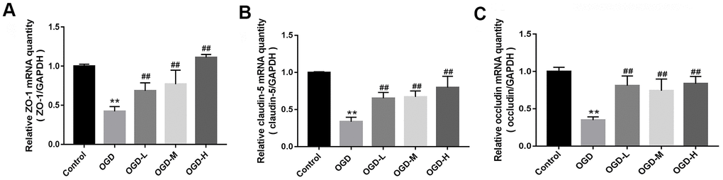 Messenger ribonucleic acid (mRNA) expression of tight junctions (TJs) in OGD-induced bEnd.3 cells. (A–C) Quantitative reverse transcription-polymerase chain reaction (qRT-PCR) was applied to detect the mRNA expression of zonula occludens (ZO-1), claudin-5, and occludin. The quantity was calculated. The housekeeping gene used to normalize the mRNA expression is GAPDH mRNA (OGD-L: 1.9 umol/L Alisol A 24-acetate; OGD-M: 19 umol/L Alisol A 24-acetate; OGD-H: 38 umol/L Alisol A 24-acetate). Results are described as means ± SD (n = 6) (**P ##P 