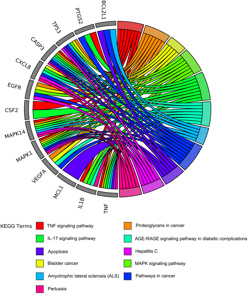 The circo-diagrams of the top 11 ranked overrepresented KEGG pathways. Different colors on the right side of the graph represent different signaling pathways, and the left side is the top 13 core targets of emodin against COVID-19 with relevance.