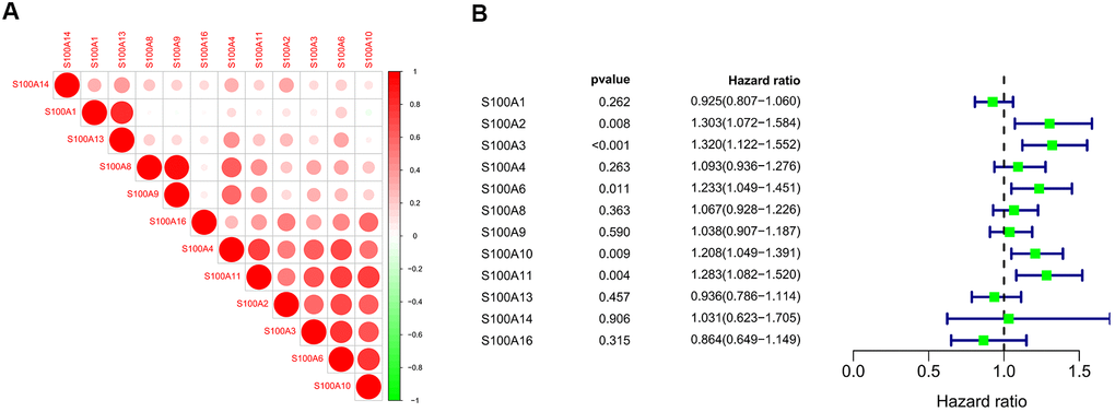 (A) Correlation analysis of S100A family genes of LGG samples in CGGA; (B) COX regression analysis of S100A family genes of LGG samples in CGGA.