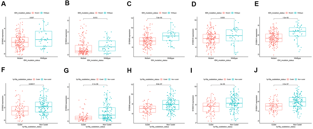 Correlation of prognosis-related gene expression in IDH Mutant and Wildtype LGG: (A) S100A2, (B) S100A3, (C) S100A6, (D) S100A10, (E) S100A11. Correlation of prognosis-related gene expression in 1p19q Codeletion and Non-Codeletion LGG: (F) S100A2, (G) S100A3, (H) S100A6, (I) S100A10, (J) S100A11.