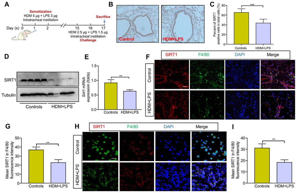 SIRT1 expression is decreased in macrophages following allergen exposure. (A) Schematic map of allergic asthma model; (B) Representative IHC images of SIRT1 in lung tissue of mice (scale bar, 100 μm); (C) Semiquantification of IHC was done using Image Pro 6.1 software; (D, E) SIRT1 expression in lung tissues of Sirt1fl/fl mice were assessed using Western blot and RT-PCR analysis; Representative immunofluorescence images of SIRT1 expression in alveolar macrophages are revealed using F4/80 in lung tissues (F) and BALF (H) of mice (Scale bar, 100 μm and 20 μm, respectively); (G, I) Semiquantification of immunofluorescence images was done using Image Pro 6.1 software. Data are presented as Mean ± SEM of three independent experiments (n = 5-8 for each group). **P