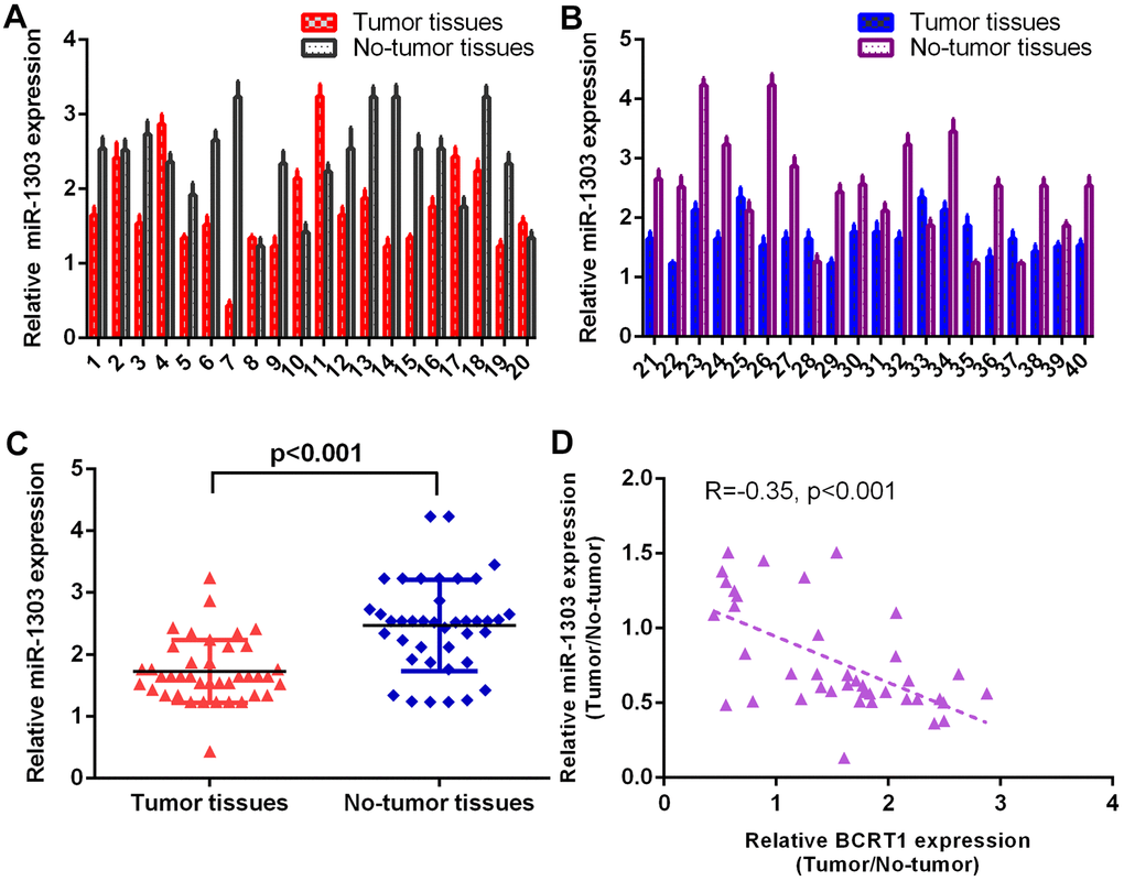 miR-1303 was significantly downregulated in osteosarcoma specimens. (A) The level of miR-1303 in osteosarcoma case 1-20 was measured by RT-qPCR assay. (B) The expression of miR-1303 in osteosarcoma case 21-40 was determined using RT-qPCR analysis. (C) The expression of miR-1303 was lower in osteosarcoma specimens than in no-tumor specimens. (D) The expression of miR-1303 was inversely interrelated with BCRT1 in osteosarcoma specimens.