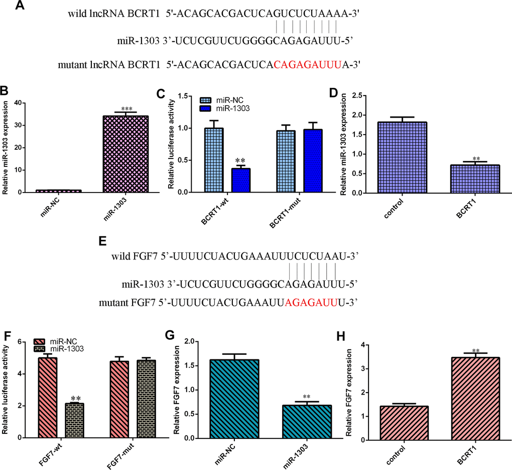 BCRT1 regulated miR-1303/FGF7 expression in osteosarcoma cell. (A) BCRT1 may sponge miR-1303 expression using starbase bioinformatics algorithm. (B) The expression of miR-1303 was determined by qRT-PCR assay. (C) miR-1303 overexpression suppressed luciferase value of wild BCRT1 3’UTR but not the mutant BCRT1 3’UTR in MG-63 cell. (D) Elevated expression of BCRT1 decreased miR-1303 expression in MG-63 cell. (E) FGF7 may one target gene of miR-1303 using targetscan bioinformatics algorithm. (F) Luciferase reporter analysis noted that miR-1303 overexpression suppresses luciferase value of wild FGF7 3’UTR but not the mutant FGF7 3’UTR in MG-63 cell. (G) Ectopic expression of miR-1303 suppressed FGF7 expression in MG-63 cell. (H) Elevated expression of BCRT1 enhanced FGF7 expression in MG-63 cell. **p