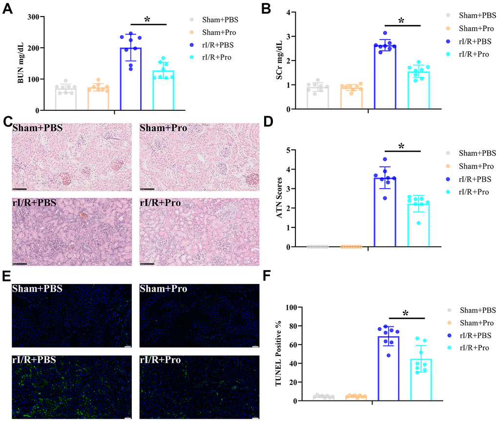 Propofol attenuates kidney damage induced by rI/R injury. Rats received rI/R or a sham procedure and Pro or vehicle (PBS) were administered via the femoral vein as described in Materials and Methods (n = 8 rats/group). Twenty-four hours after reperfusion, kidney injury was determined by assessing (A) serum BUN, (B) SCr, (C) kidney histopathology via H&E staining (200x magnification; scale bars = 100 μm), and (D) ATN scores. (E) Representative images of TUNEL staining of kidney sections (200x magnification; scale bars = 50 μm). DAPI was used for nuclear staining. (F) Quantification of TUNEL-positive cells in kidney sections. *P 