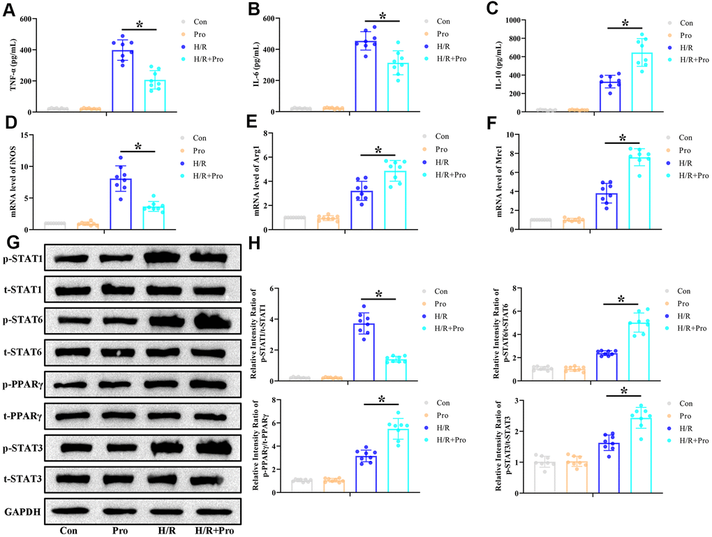 Propofol promotes M2 polarization of macrophages in vitro. PMs incubated with Pro or vehicle were kept and under normoxia or exposed to 6-h hypoxia followed by 24-h reoxygenation (H/R). (A–C) ELISA measurements of TNF-α, IL-6, and IL-10 levels in culture supernatants. (D–F) Real-time PCR assessment of iNOS, Arg1, and Mrc1 mRNA expression in cell lysates. (G, H) Representative western blot images and corresponding densitometric analysis of total and phosphorylated STAT 1/3/6 and PPARγ expression in cell lysates. Data were compared to control (Con) and GAPDH was used as loading control. Con: Normoxia+PBS; Pro: Normoxia+Pro; H/R: H/R+PBS. *P 