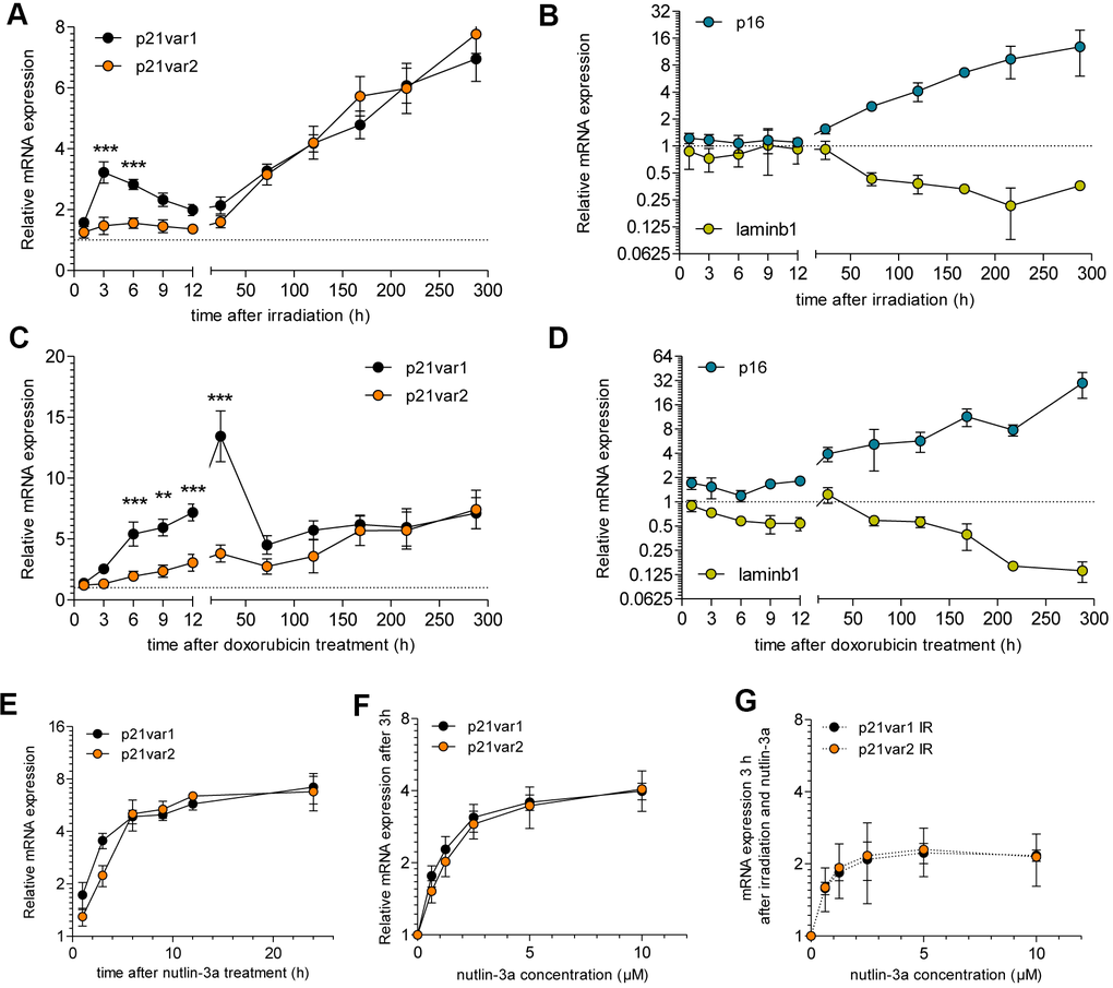 Cdkn1a variant 2 increases as cells acquire senescent phenotypes in culture. Time course of (A) p21var1 and p21var2 levels and (B) p16Ink4a and lamin B1 mRNA levels after 15 Gy irradiation. 2-way ANOVA test was applied. Time course of (C) p21var1 and p21var2 levels and (D) p16Ink4a and lamin B1 levels after a 24 h exposure to 250 nM doxorubicin. 2-way ANOVA test was applied. (E) p21var1 and p21var2 levels in MDFs after treatment with 10 μM nutlin-3a. (F) mRNA levels 3 hours after treatment with increasing doses of nutlin-3a. (G) mRNA levels 3 hours after irradiation (15 Gy) and treatment with increasing doses of nutlin-3a. Mean ± SEM is shown. Note Y axes are log-2 scales. * p 