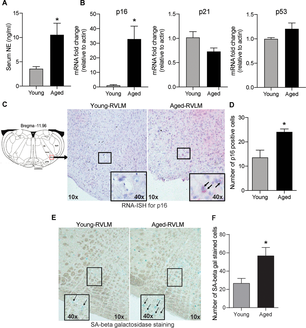 Age-induced changes in serum NE and senescence markers in the brainstem. (A) Changes in serum NE levels in young and aged animals measured using a commercial ELISA kit (mean±SE, n=4-6/group). (B) Real-time PCR analysis of gene expression levels of senescence markers p16, p21 and p53 (n=4/group) (C) Representative images of RNA-ISH showing p16-positive cells in the RVLM of the brainstem in young and aged animals. (D) Semi-quantitative analysis measuring the number of p16-positive cells in the RVLM by RNA-ISH. (E) Representative images of SA-β gal staining in the brainstem and (F) Quantification of cells positive for SA-β gal staining in the RVLM of the brainstem. *denotes a significant difference (p 