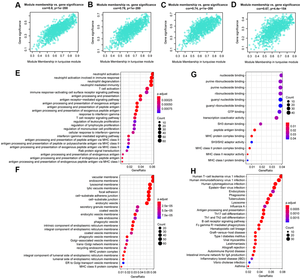 The correlation between hub lncRNA-related genes in the turquoise module and clinical characteristics. Correlation between the turquoise module and factors including first event (A), BCR ABL1 status (B), signature score (C), WBC count at diagnosis (D). GO and KEGG pathway enrichment of genes in the turquoise module. GO enrichment contains three categories: biological process (E), cellular component (F), and molecular function (G). KEGG pathway enrichment analysis revealed lymphocyte proliferation- and differentiation-related terms (H).