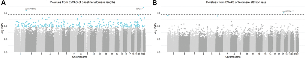 Manhattan plots of -log10 transformed p-values from the epigenome-wide association analysis (EWAS). Models were adjusted for gestational age, newborns’ sex, ethnicity and birth weight, maternal age, pre-pregnancy body-mass-index, parity, presence of pregnancy complications, education level and smoking status, paternal age and estimated blood cell counts. CpGs highlighted in blue were significant based on a false discovery rate of 5%. CpG annotated with gene names (or CpG probe names in case that no gene name annotation was available) were the CpGs passing Bonferroni threshold (the dashed horizontal line) of 6.35 × 10−8. (A) Manhattan plot of baseline telomere length; (B) Manhattan plot of telomere attrition rate.