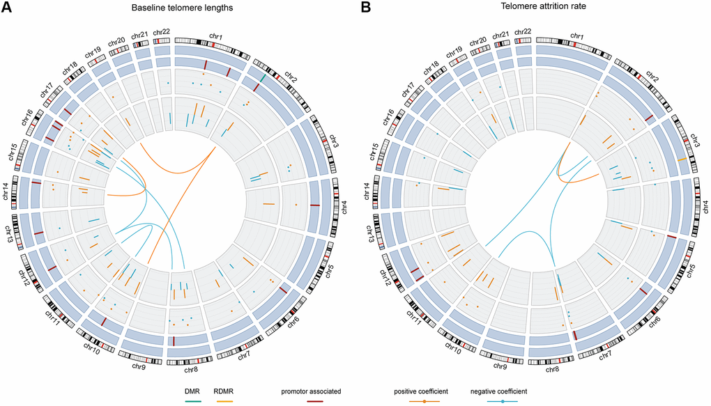 The chord diagrams depicting the contributing weights (final model coefficients) and EWAS associations of the selected CpGs and CpG-CpG interactions with annotations. Chromosomes 1 to 22 are displayed clockwise beginning from the top. Tracks from the outside to the inside represent: chromosome ideograms, whether a CpG is involved in known differentially methylated region (DMR, in green) or reprogramming-specific DMR (RDMR, in yellow), whether a CpG is associated with a promotor region (in dark red), the contributing weights in the final models (dots), the epigenome-wide association analysis (EWAS) associations (segments) and the interaction between CpGs, respectively. Panel (A) shows the results for baseline telomere length and panel (B) for telomere attrition rate. The EWAS coefficients (dots) were shown with dashed grids: in (A) the five grids from inside to outside represent -36, -18, 0, 18, 36; in (B) the five grids from inside to outside indicate -3, -2, -1, 0, 1, 2. Similarly, the model coefficients (segments) were also shown on dashed grids, with the inner to outside grids indicating value -0.02, -0.01, 0, 0.01, 0.02 in (A) and -0.003, -0.002, -0.001, 0, 0.001 and 0.002 in (B), respectively. Coefficients larger than 0 are shown in orange and those smaller than 0 are shown in blue.