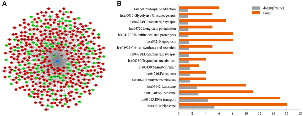 Prediction of related genes associated with REST. (A) ENCODE database included 464 differentially expressed transcripts related to REST, including 2 upstream genes and 462 downstream genes. The rhomboid nodes represented REST, the v-shaped nodes were the upstream genes of REST, and the circular nodes were the downstream genes of REST. The red nodes represented up-regulated genes by REST and green nodes represented down-regulated genes by REST. (B) For the differentially expressed genes regulated by REST, synaptic functions, such as glutamatergic synapses, LTP, dopaminergic synapses, were significantly enriched as shown in the GO analysis.