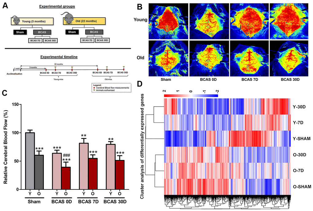 Effect of bilateral common carotid artery stenosis (BCAS) on cerebral blood flow and the respective gene expression profile in young and old mice. (A) Experimental model and timelines of blood flow measurements and tissue collection. Laser speckle contrasting imaging was used to monitor the cerebral blood perfusion in real time for all experimental groups before and after insertion of microcoils through BCAS surgery. (B, C) Representative contrast images and quantification of basal cerebral blood flow for young and old mice before surgery, and effective blood flow levels after 0, 7 and 30-days of BCAS (BCAS 0D, BCAS 7D and BCAS 30D respectively). The cerebral blood flow for the different experimental groups was compared to the normalised baseline (Y-Sham) and further comparisons within the different experimental groups were also performed. The relative cerebral blood flow data are presented in percentage upon calculation of the rate of blood flow in perfusion units (PU) (Refer to methods). Data are represented as mean ± S.E.M. n = 5 mice in each experimental group. **PD) Heatmap of differentially expressed genes in Old Sham (OSham), Old 7 Day (O7D) BCAS, Old 30 Day (O30D) BCAS, Young Sham (YSham), Young 7 Day(Y7D) BCAS and Young 30 Day(Y30D) BCAS, groups with upregulated genes in red and downregulated genes in blue. The colour scale represents the log 10 (FPKM + 1) value.