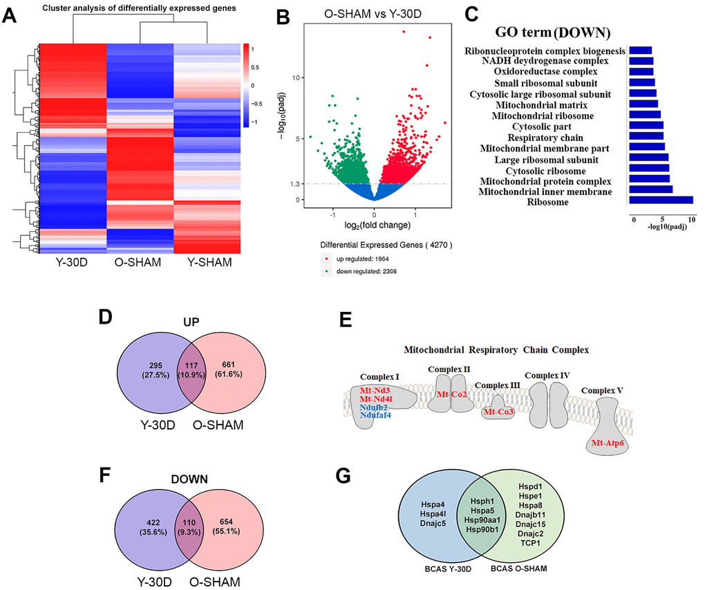 Comparative analyses of differentially expressed genes between young BCAS hippocampus and old Sham. (A) Hierarchical clustering analysis of differentially expressed genes following young 30 days BCAS and old Sham. Upregulated genes in red and down-regulated genes in blue. The color scale represents the log10 (average FPKM+1) value. (B) Differentially expressed mRNA transcripts analyzed between young 30 day BCAS and old Sham animals. The threshold of differential expression is q value C) The selection of significantly enriched down-regulated GO terms in both young 30 day BCAS and old Sham animals (q D) Venn diagram reflects the distribution of differentially upregulated and downregulated genes from young 30-day BCAS and old Sham comparisons. (E) Venn diagram reflects the distribution of differentially down-regulated mRNA transcripts from young 30-day BCAS and old Sham comparisons. (F) Common upregulated (red) and downregulated (blue) mitochondrial genes in both young 30-day BCAS and old Sham hippocampus. (G) Common and unique down-regulated protein chaperons in young 30 day BCAS and old Sham groups.