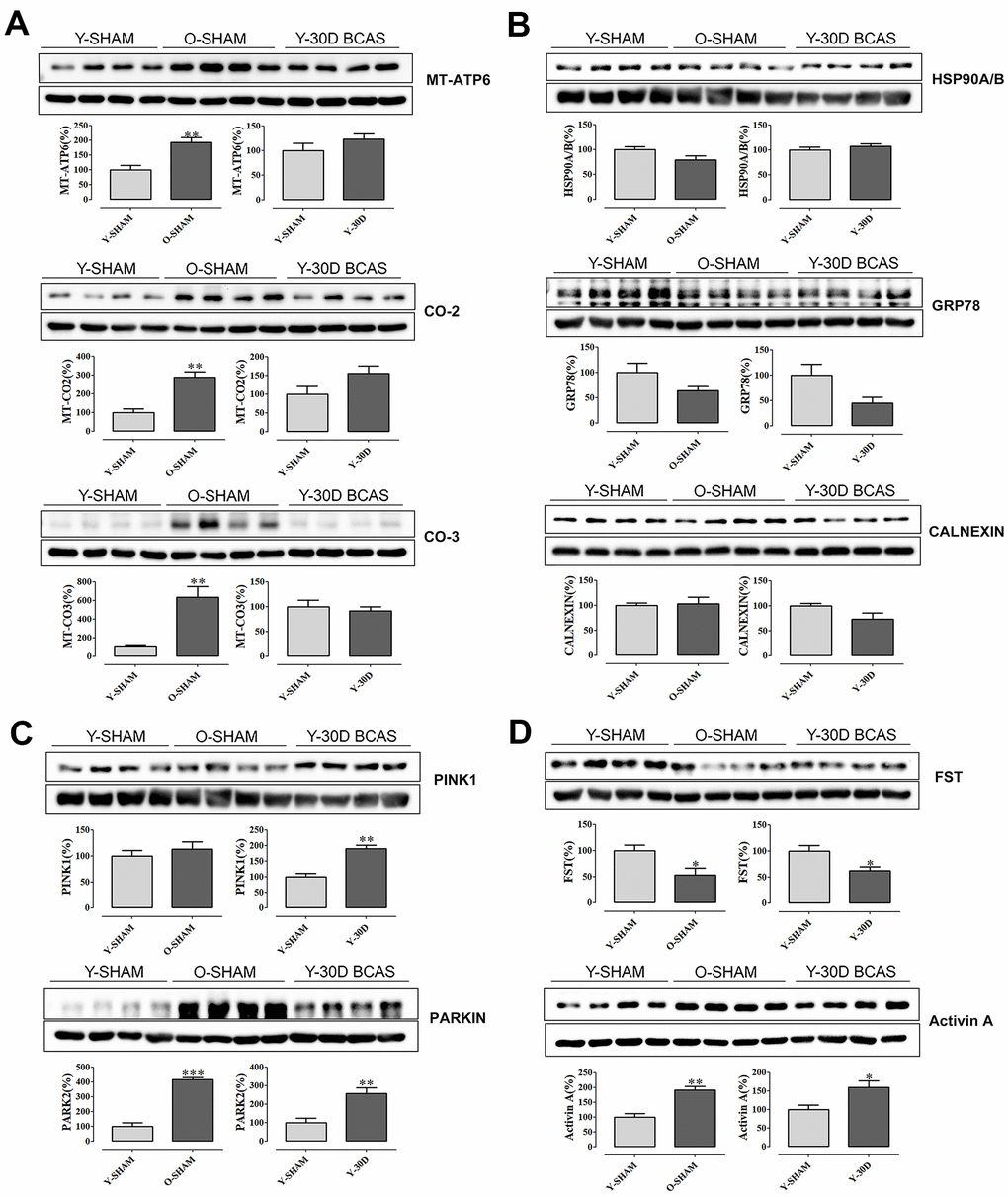 Immunoblot validation of mRNA transcripts. (A) Selected mitochondrial proteins Mt-Atp6, Mt-Co2, Mt-Co-3 and (B) protein chaperons Hsp90A/B, Grp78, Calnexin and (C) mitochondrial quality control proteins Park2 and Pink1 and (D) neuroprotective Activin A and its antagonist Fst. Data are represented as mean ± S.E.M. n=5-7 mice in each experimental group. *P