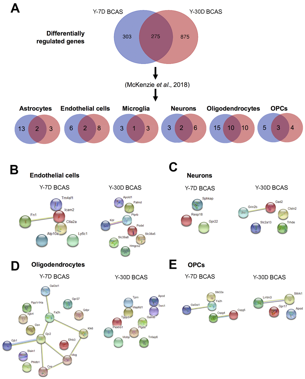 Analyses of differentially expressed mRNA transcripts in different brain cells following BCAS in young animals. (A) Venn diagram of statistically significant (adjusted p-valueB), neurons (C), oligodendrocytes (D) and OPCs (E). The lines joining the different gene nodes indicate protein-protein associations such as known or predicted interactions and others such as text mining, co-expression or protein homology.