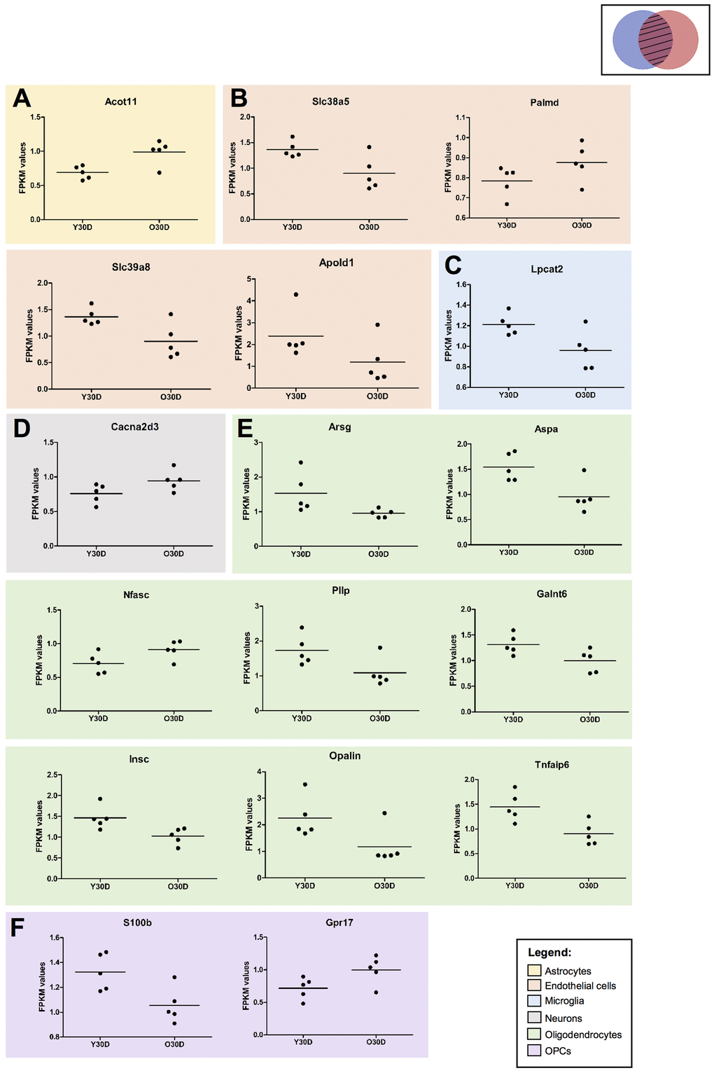 Expression of cell type specific genes overlapping between young 30-day BCAS and old Sham animals. (A) Astrocyte-associated gene (B) endothelial-associated genes (C) microglia-associated genes, (D) neuron-associated genes, (E) oligodendrocyte-associated genes, (F) OPC-associated genes. All gene expression values were normalised using the average of the respective controls (i.e. YSham for Y30D and OSham for O30D, respectively). Each dot corresponds to the biological replicates (n=5 for each group). The values are presented as FPKM values obtained through the RNA sequencing results. The solid horizontal lines represent the mean gene expression among the biological replicates.