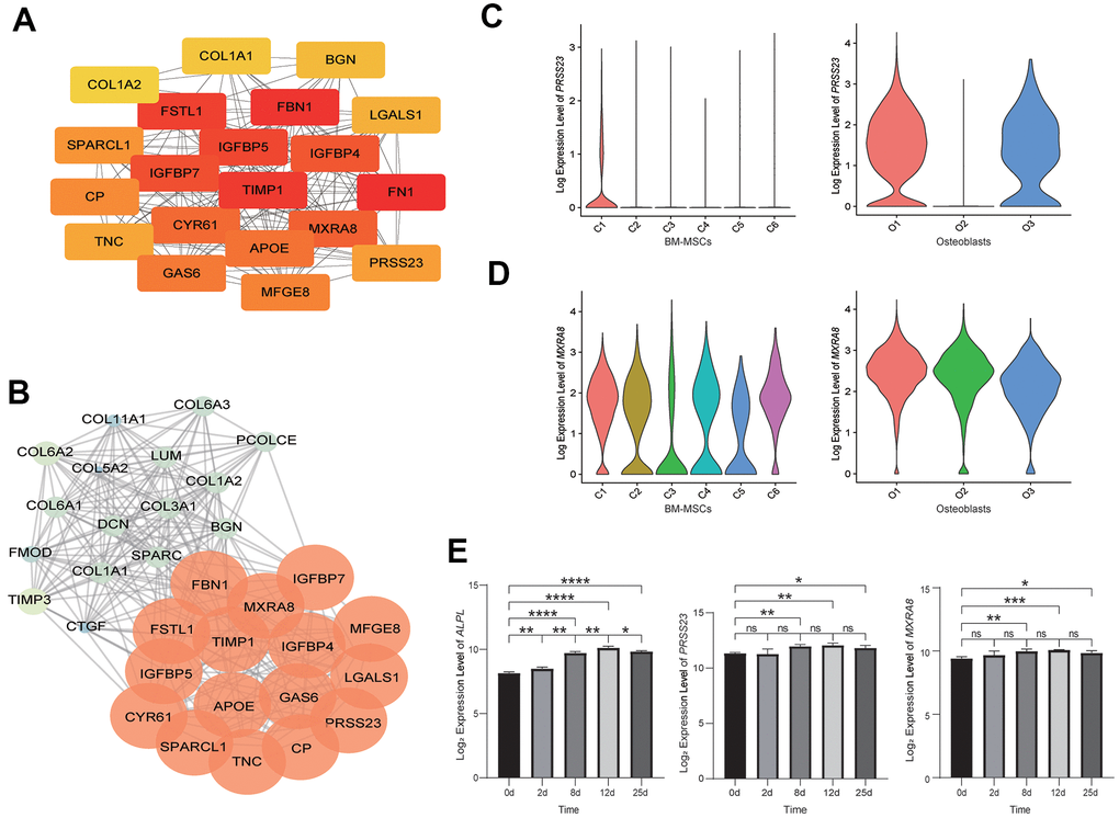 Analysis of osteoblastic lineage cells. (A) Gene network analysis of DEGs. The top 20 hub genes in the network. The color changes from yellow to red, indicating low to high connectivity. (B) The top MCODE-score module (module 1) screened from the PPI network. The color changes from blue to red, indicating low to high MCODE-score. (C) The expression level of PRSS23 in BM-MSCs (left) and osteoblasts (right). C1: osteoblast precursor; C2: adipocyte precursor; C3: terminal 1; C4: terminal 2; C5: contaminated; C6: chondrocyte precursor; O1: pre-osteoblast (early osteoblast); O2: mature osteoblast; O3: undetermined osteoblast (early osteoblast). (D) The expression level of MXRA8 in BM-MSCs (left) and osteoblasts (right). (E) The expression levels of alkaline phosphatase (ALPL), PRSS23 and MXRA8 during in vitro osteogenic differentiation from BM-MSCs (left to right). X-axis represents time (days) of induce differentiation and y-axis reflects log2-normalized gene expression levels. Stars indicate significance level of gene expression difference between two samples by t-test. ns, not significant; *, p value p value p value p value 